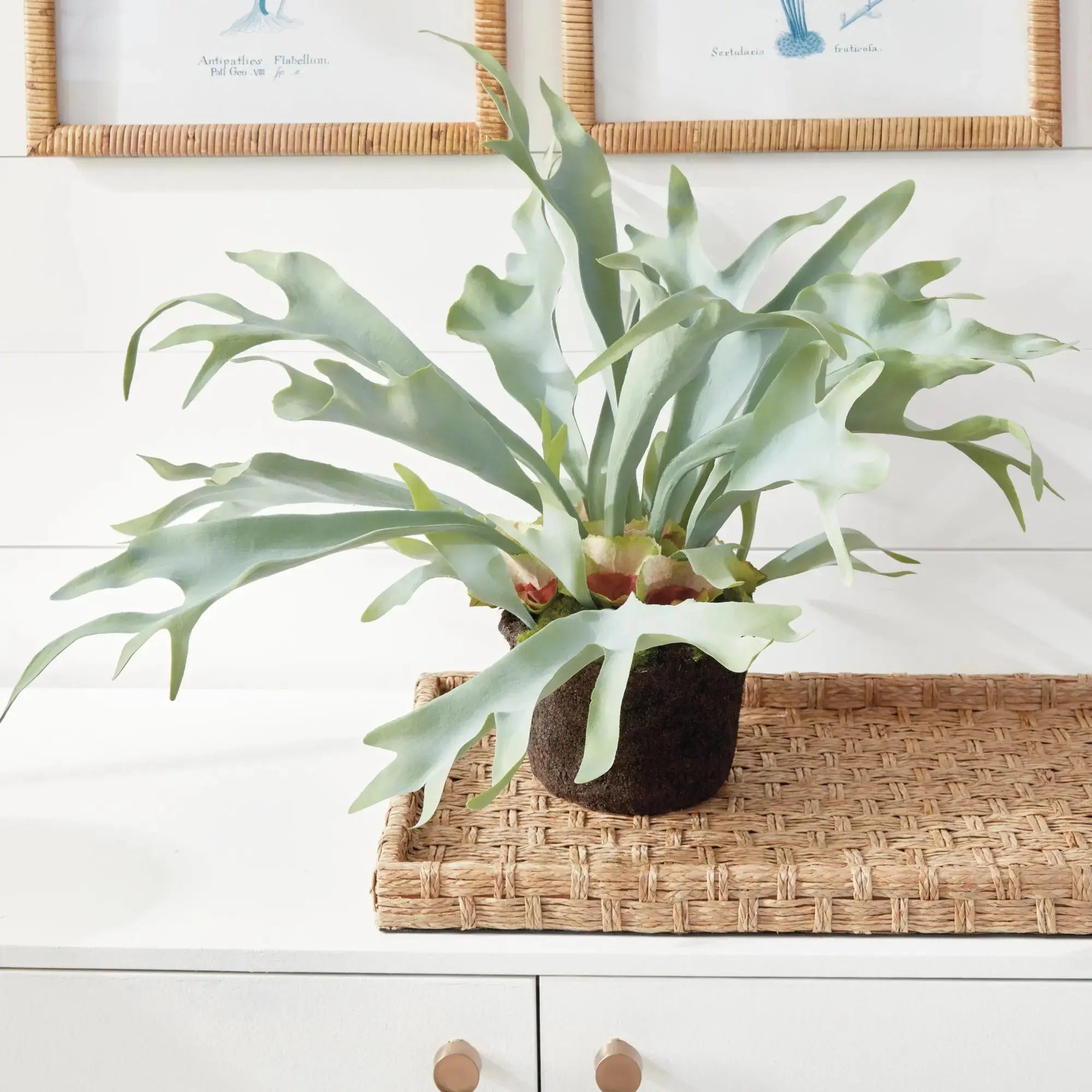 STAGHORN FERN DROP-IN 21" Villa Decor & Design