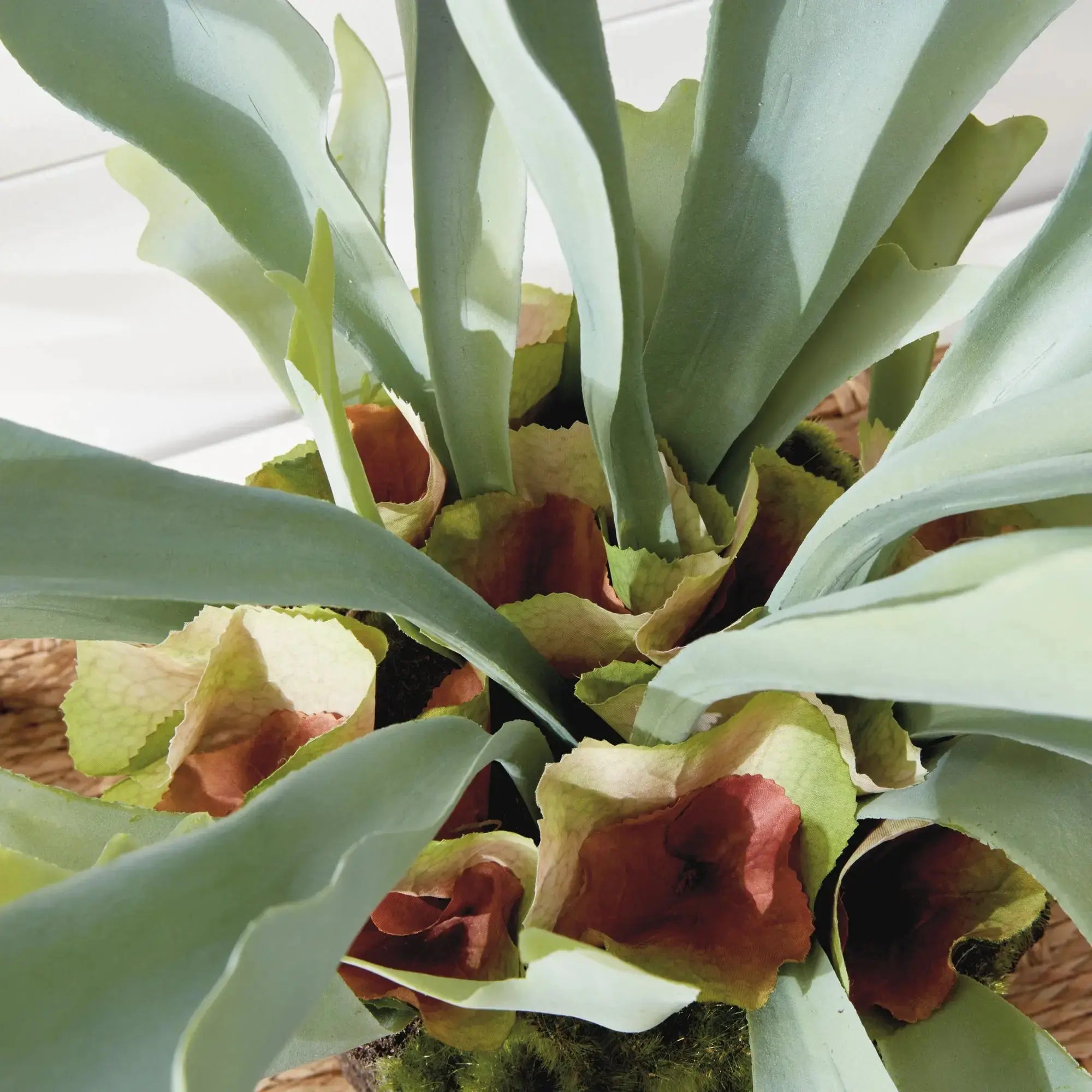 STAGHORN FERN DROP-IN 21" Villa Decor & Design