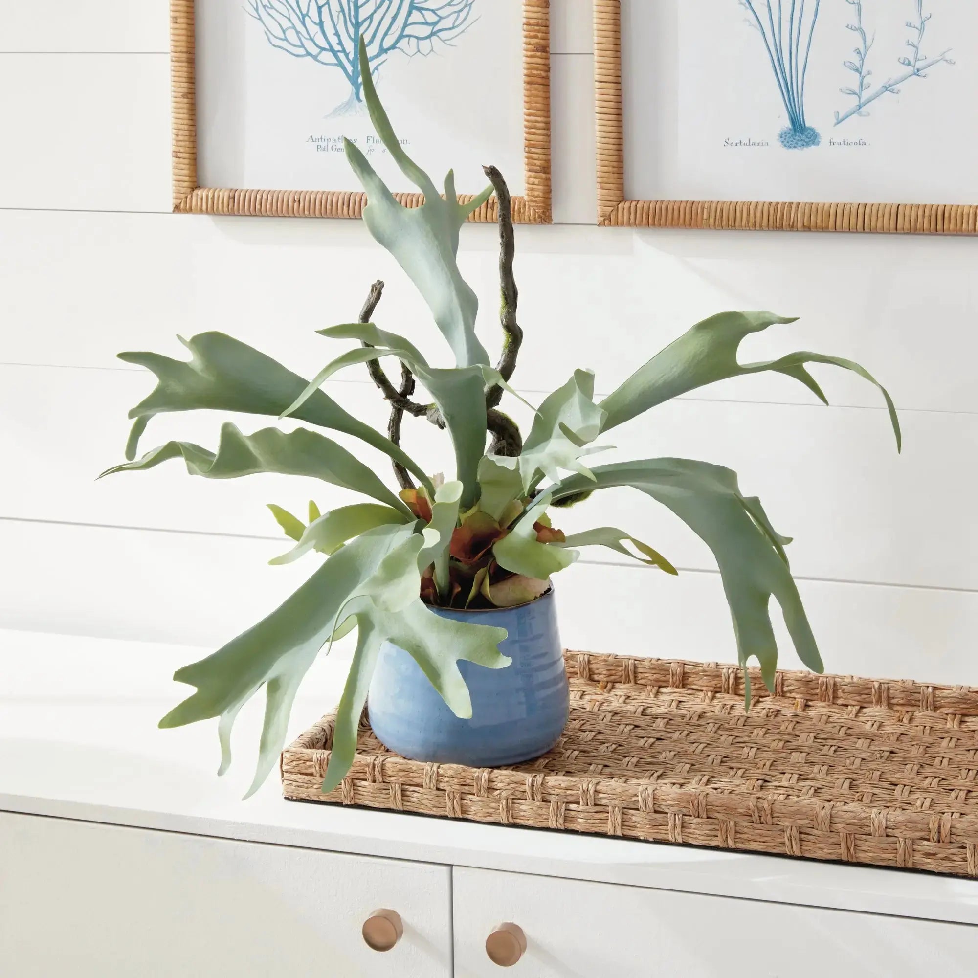 STAGHORN FERN DROP-IN 22" Villa Decor & Design