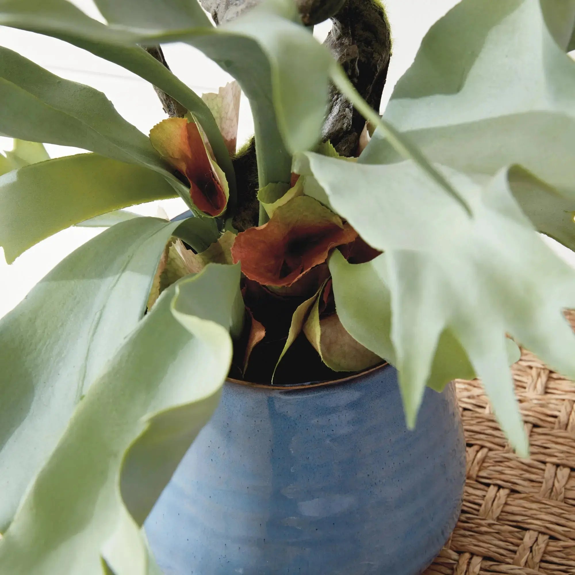 STAGHORN FERN DROP-IN 22" Villa Decor & Design