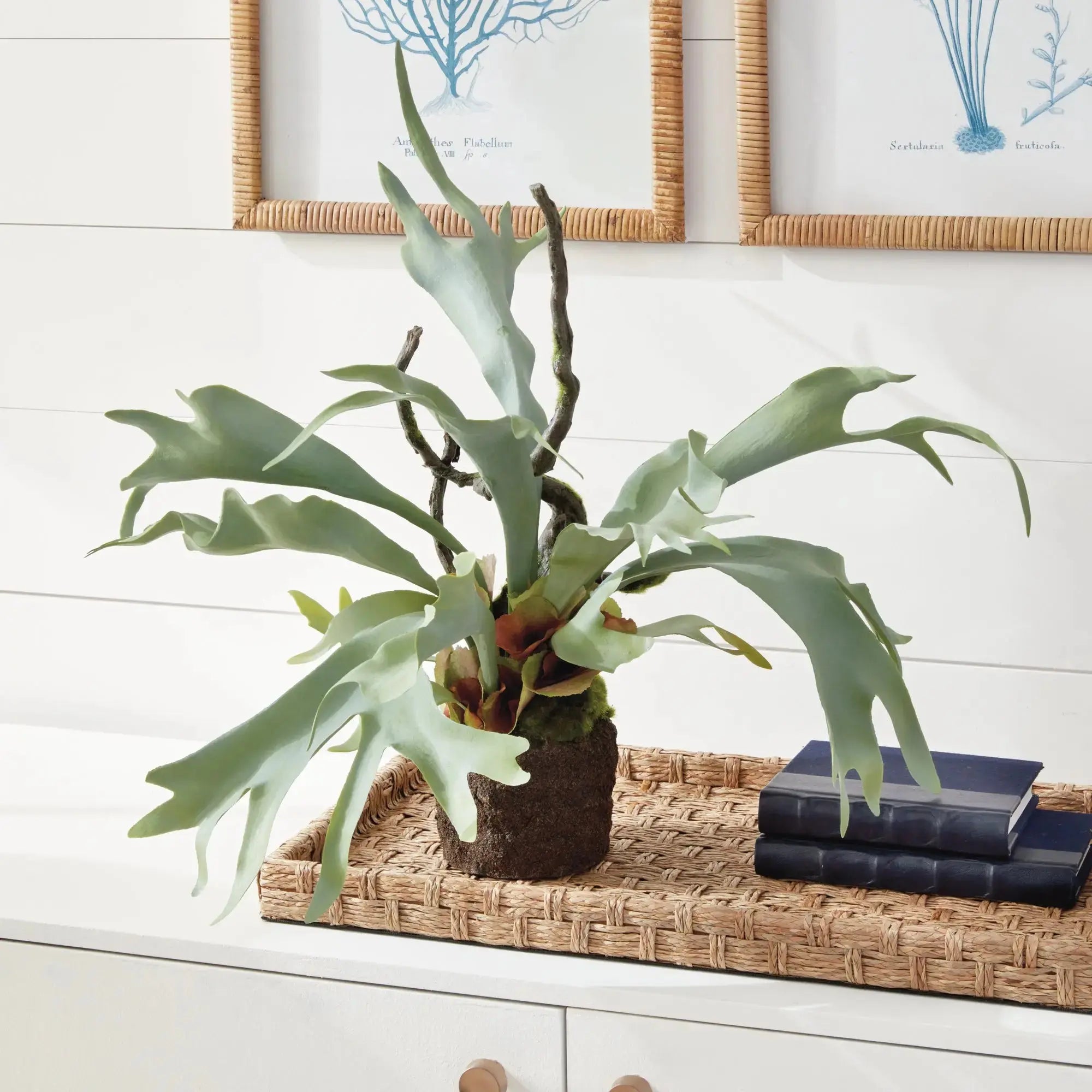 STAGHORN FERN DROP-IN 22" Villa Decor & Design