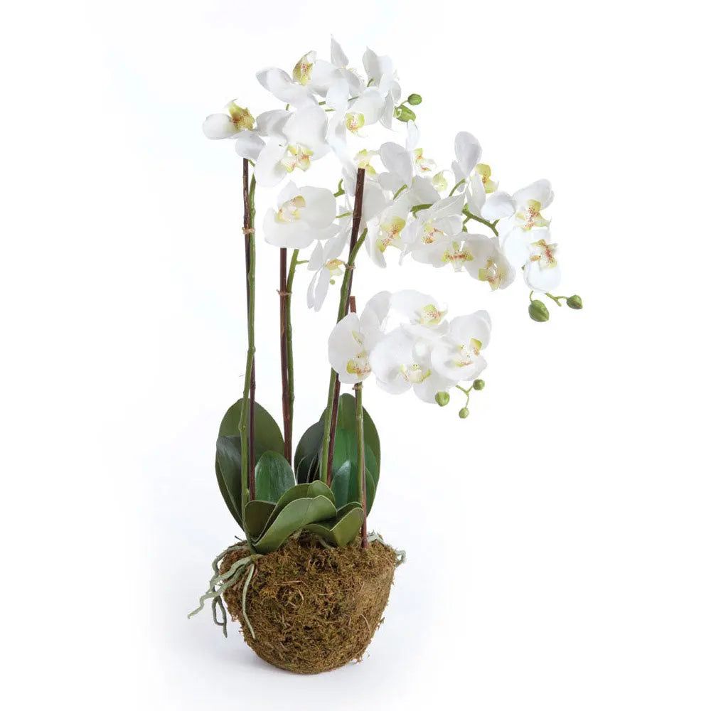 PHALAENOPSIS ORCHID DROP-IN 30" Villa Decor & Design