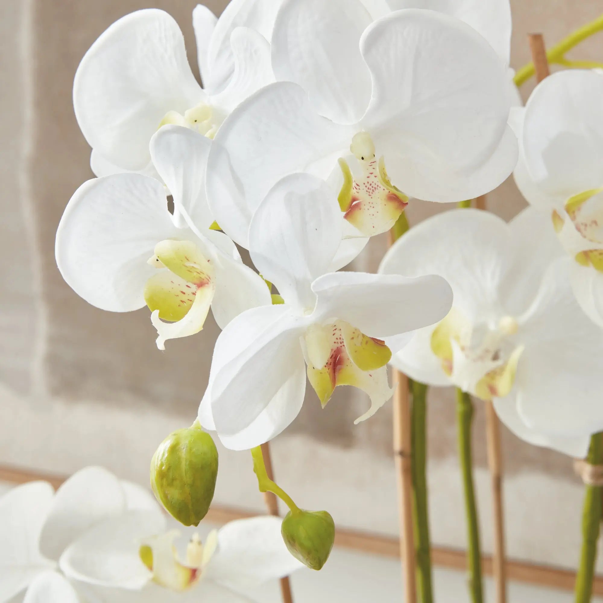 PHALAENOPSIS ORCHID DROP-IN 30" Villa Decor & Design
