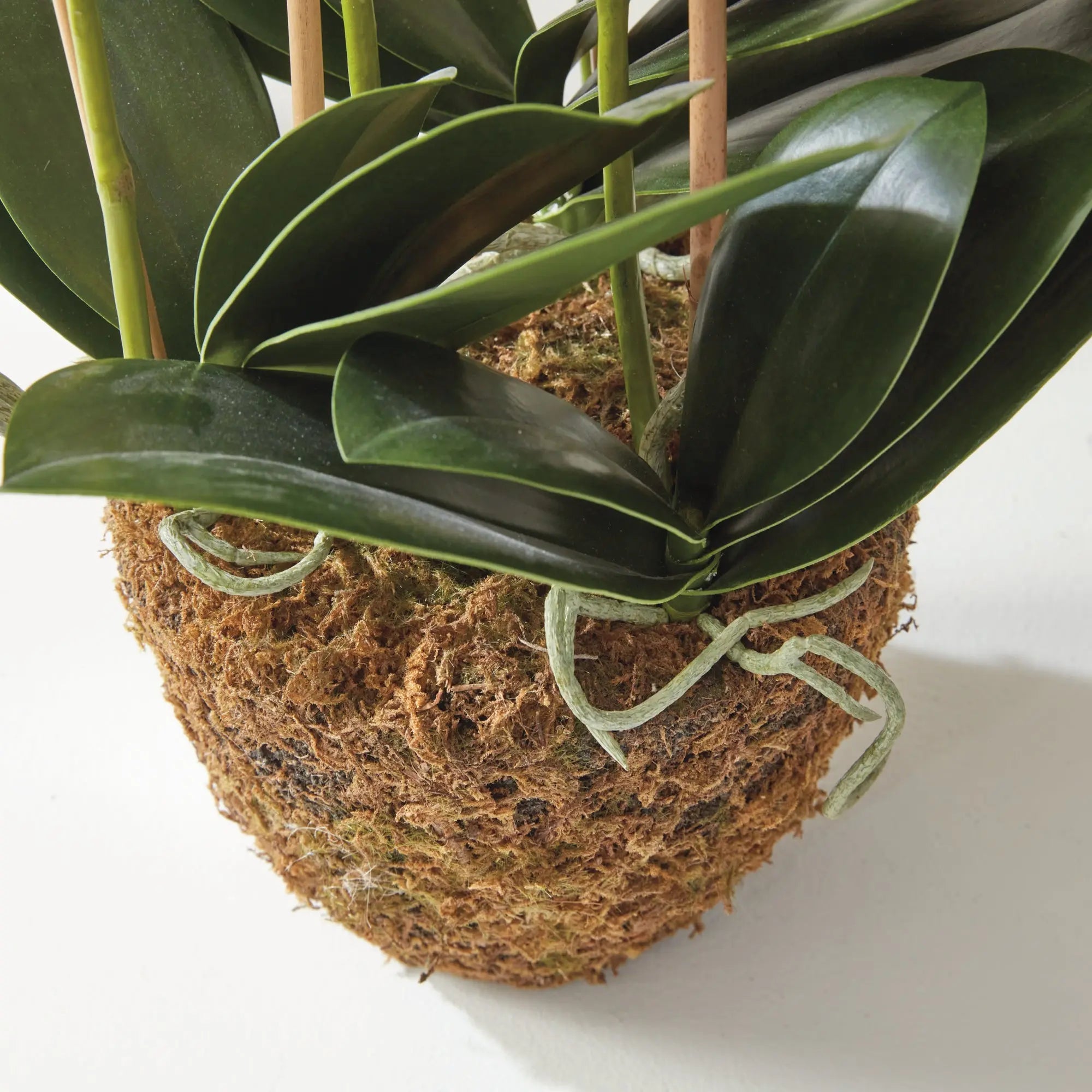 PHALAENOPSIS ORCHID DROP-IN 30" Villa Decor & Design