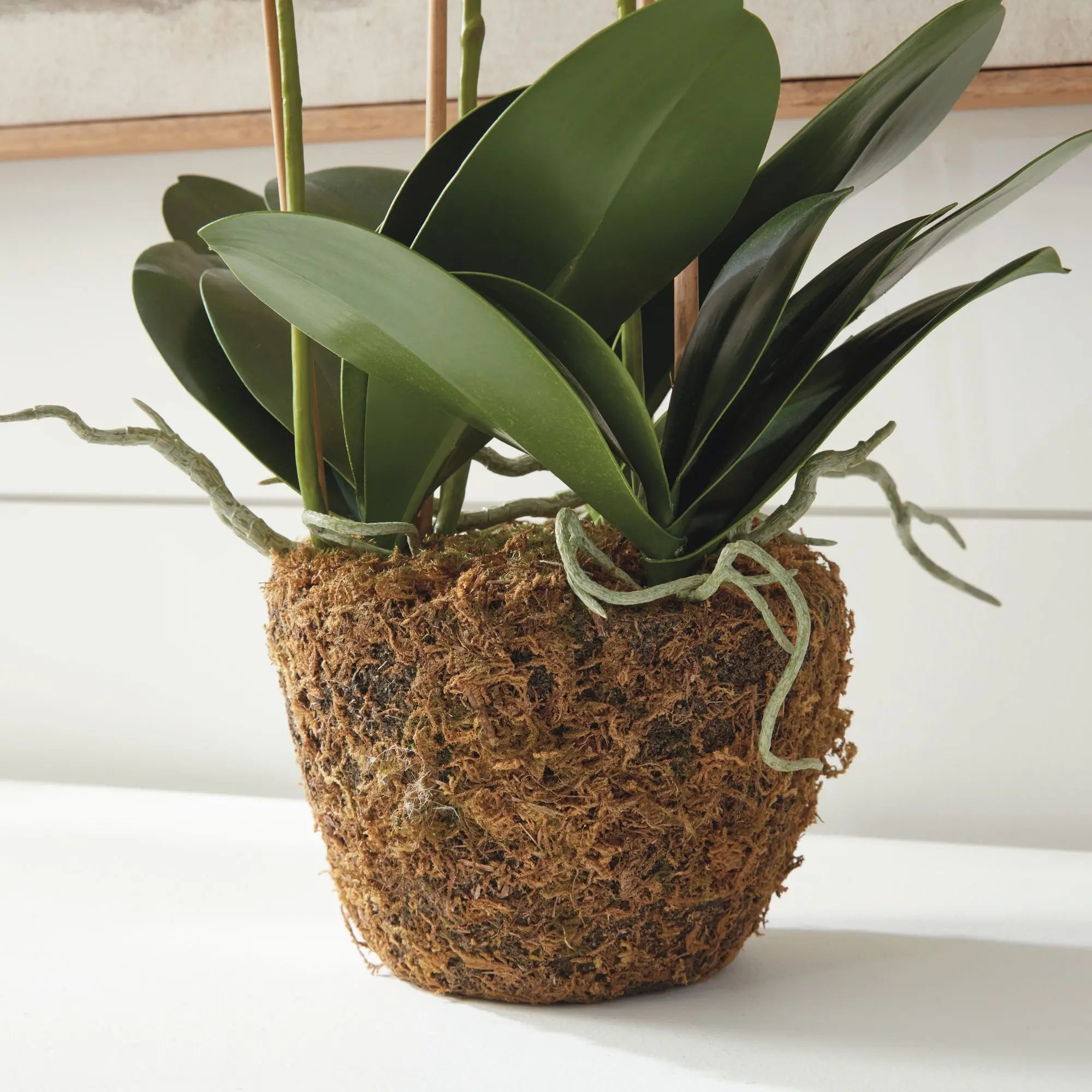 PHALAENOPSIS ORCHID DROP-IN 30" Villa Decor & Design