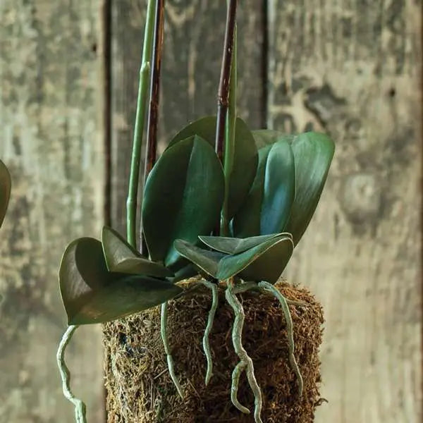 Phalaenopsis DROP-IN 23"
