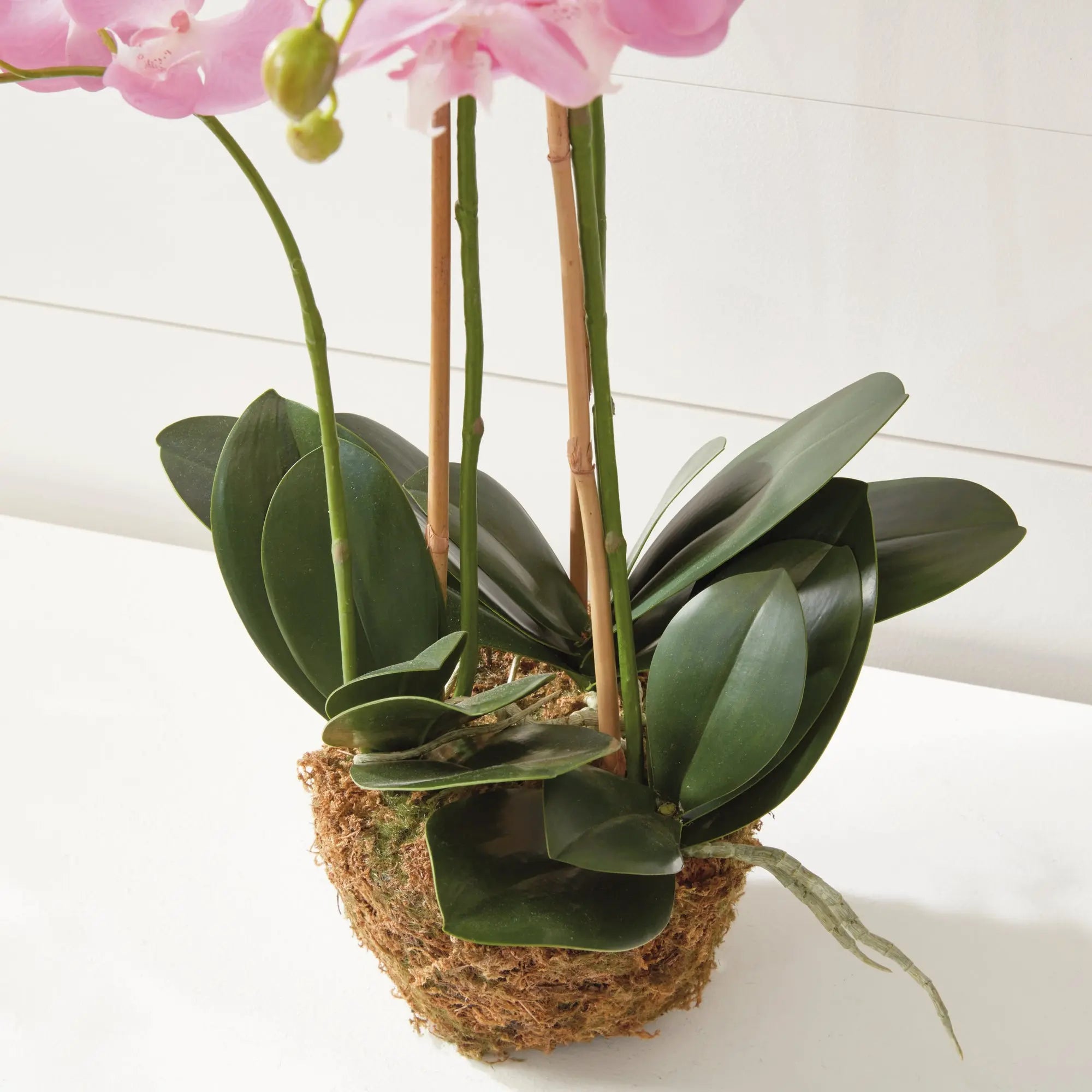 Phalaenopsis Orchid Drop-in 30"