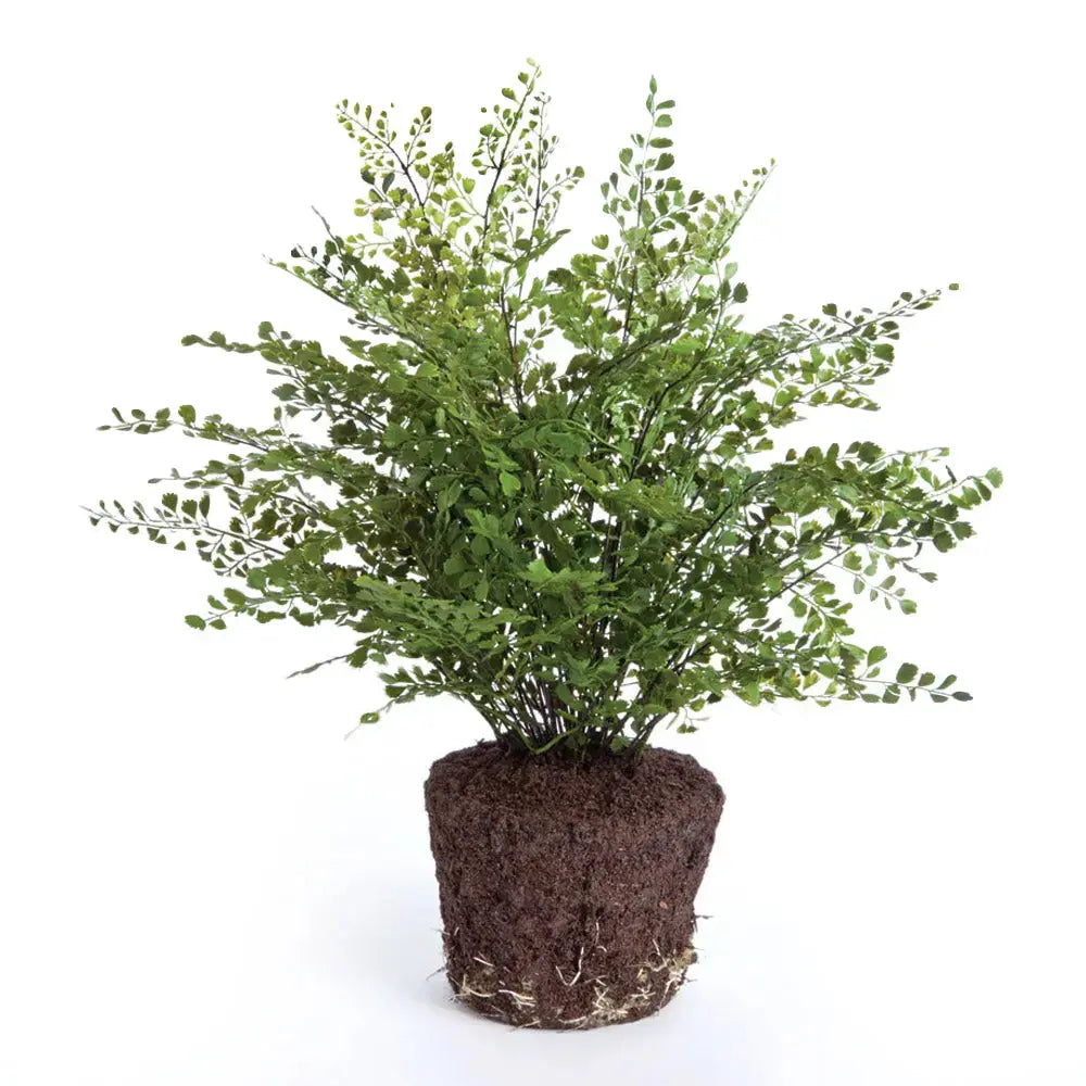 MAIDENHAIR DROP-IN 23" Villa Decor & Design