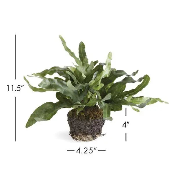 Echeveria Fern Drop-In - Realistic 11.5" or 13.5" Faux Fern - Villa Decor & Design