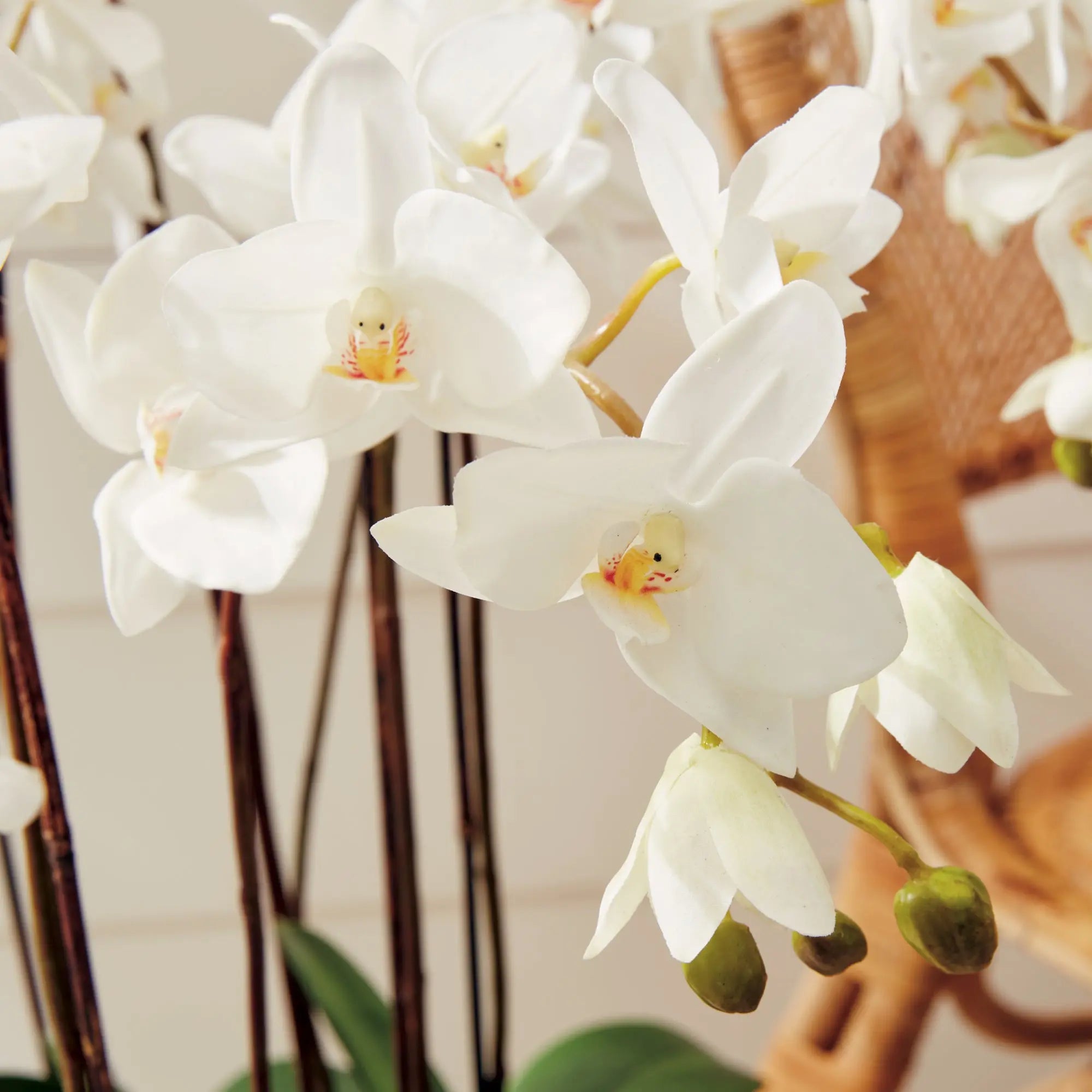 PHALAENOPSIS ORCHID DROP-IN 36" Villa Decor & Design