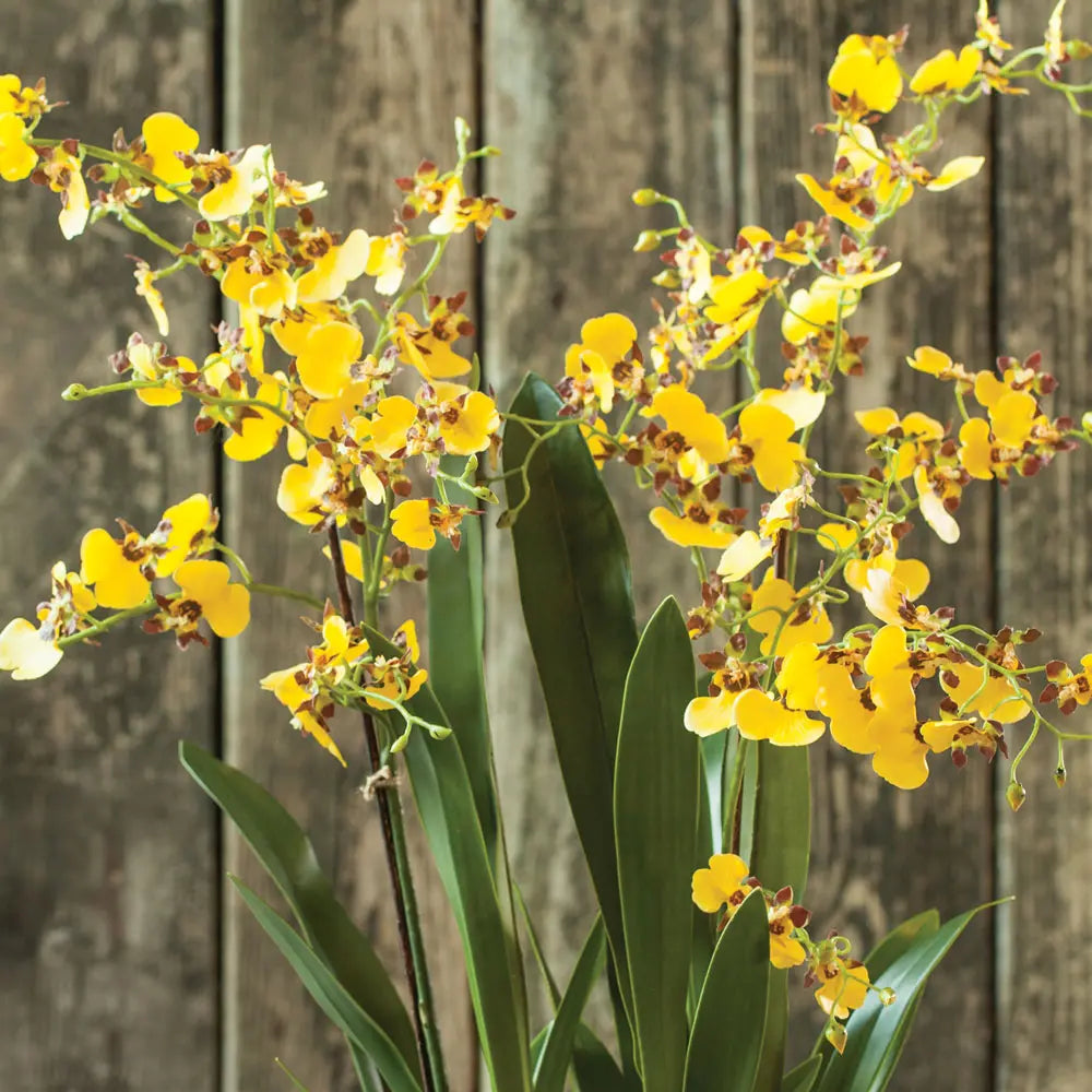 DANCING ORCHID DROP-IN 32" Villa Decor & Design