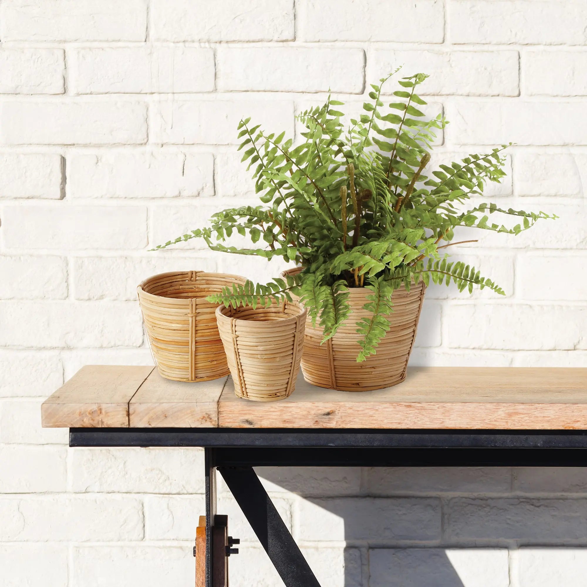 BOSTON FERN DROP-IN 12" Villa Decor & Design