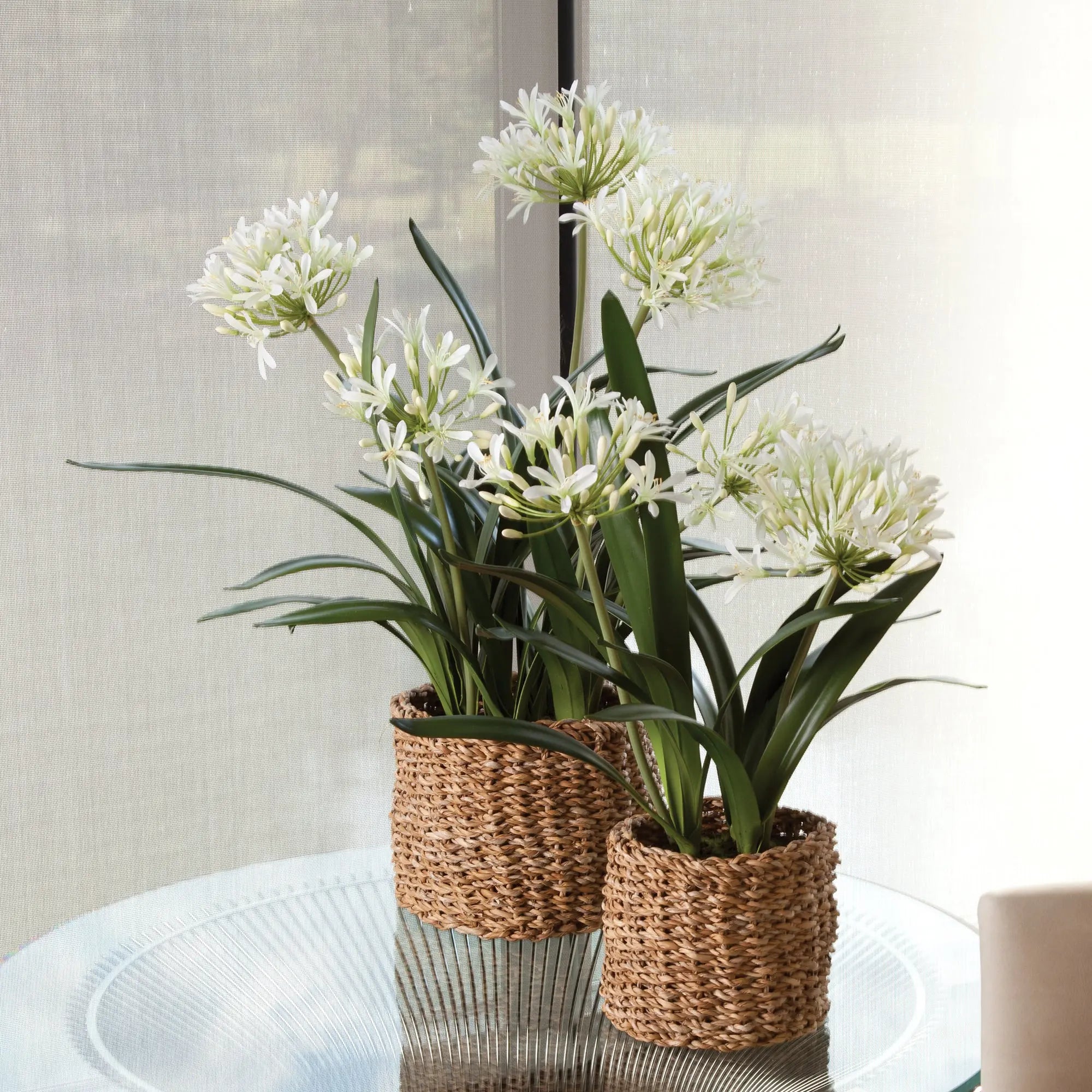Realistic white Agapanthus faux flower drop-in with root ball, 23 inches tall