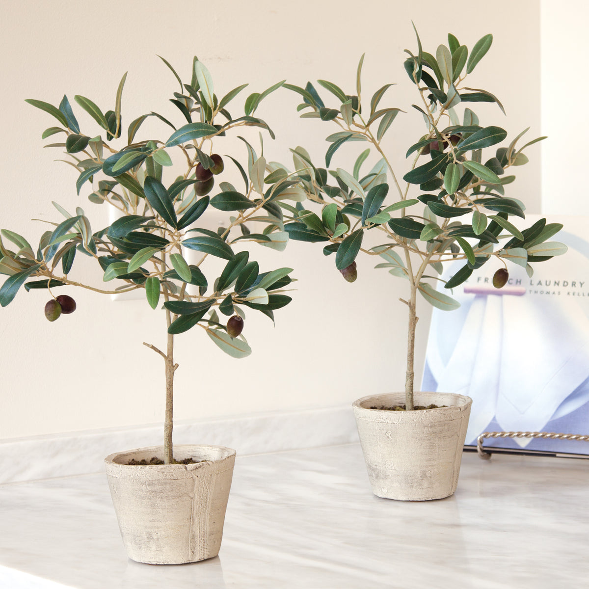 Olive Tree with Fruit in Pot 19.5"