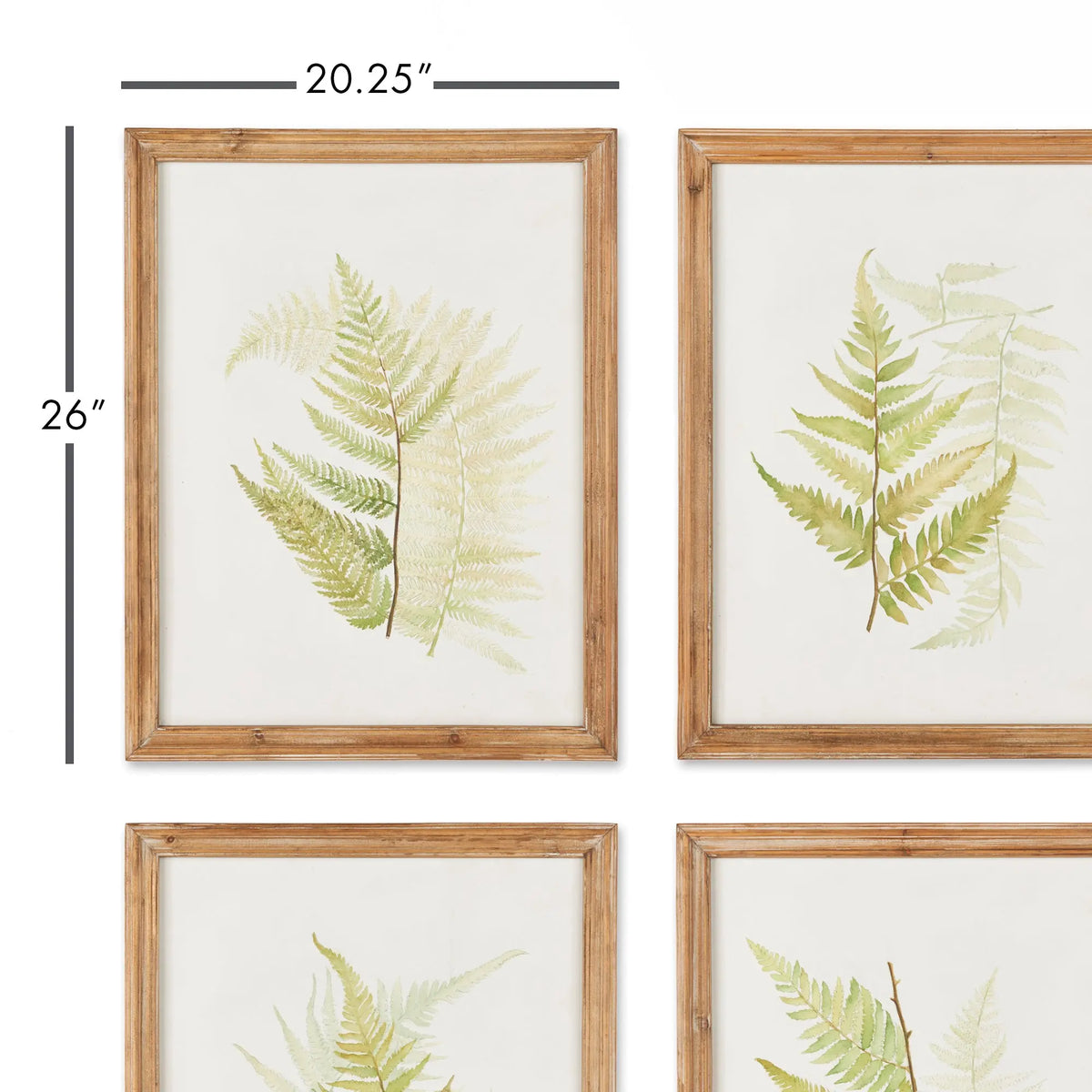 Framed watercolor fern print set with dimension drawing