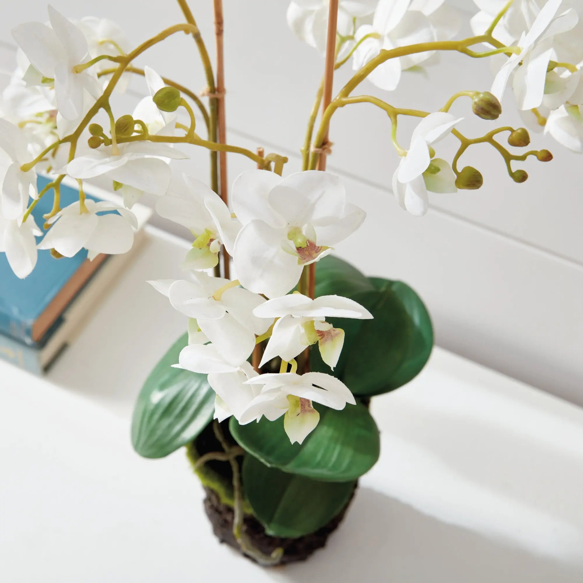 PHALAENOPSIS ORCHID DROP-IN 20" Villa Decor & Design