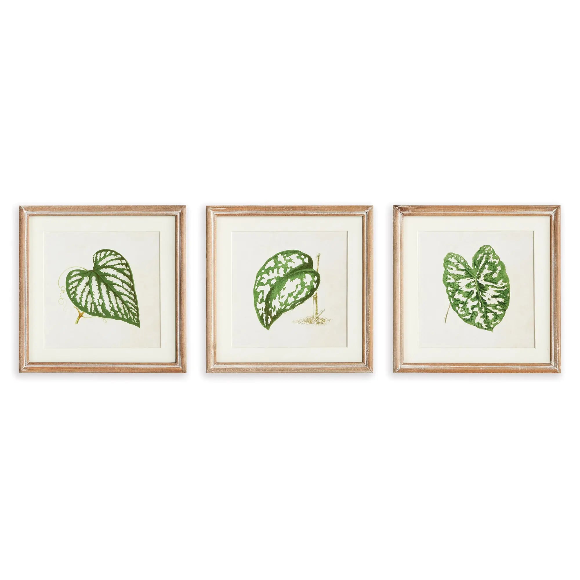 LEAF CUTTINGS PETITE PRINTS, SET OF 3 Villa Decor & Design