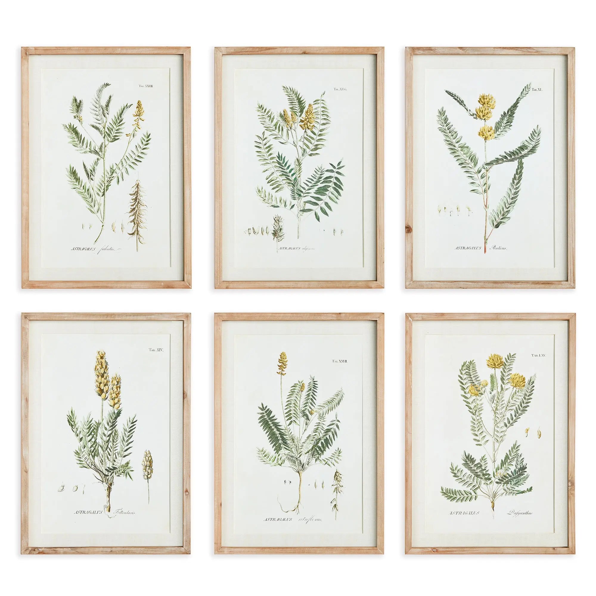 MID-SUMMER BLOOMS PRINTS, SET OF 6 Villa Decor & Design
