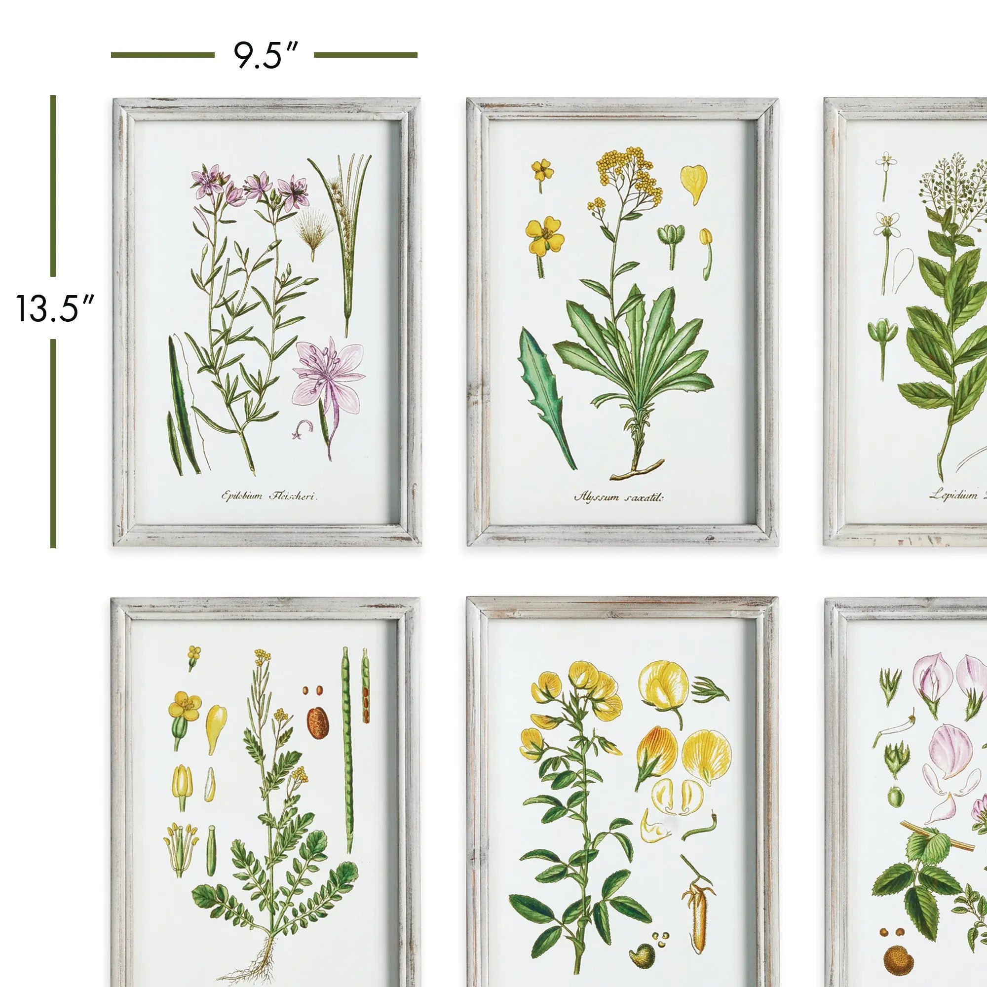 PERENNIAL BOTANICAL STUDY, SET OF 6 Villa Decor & Design