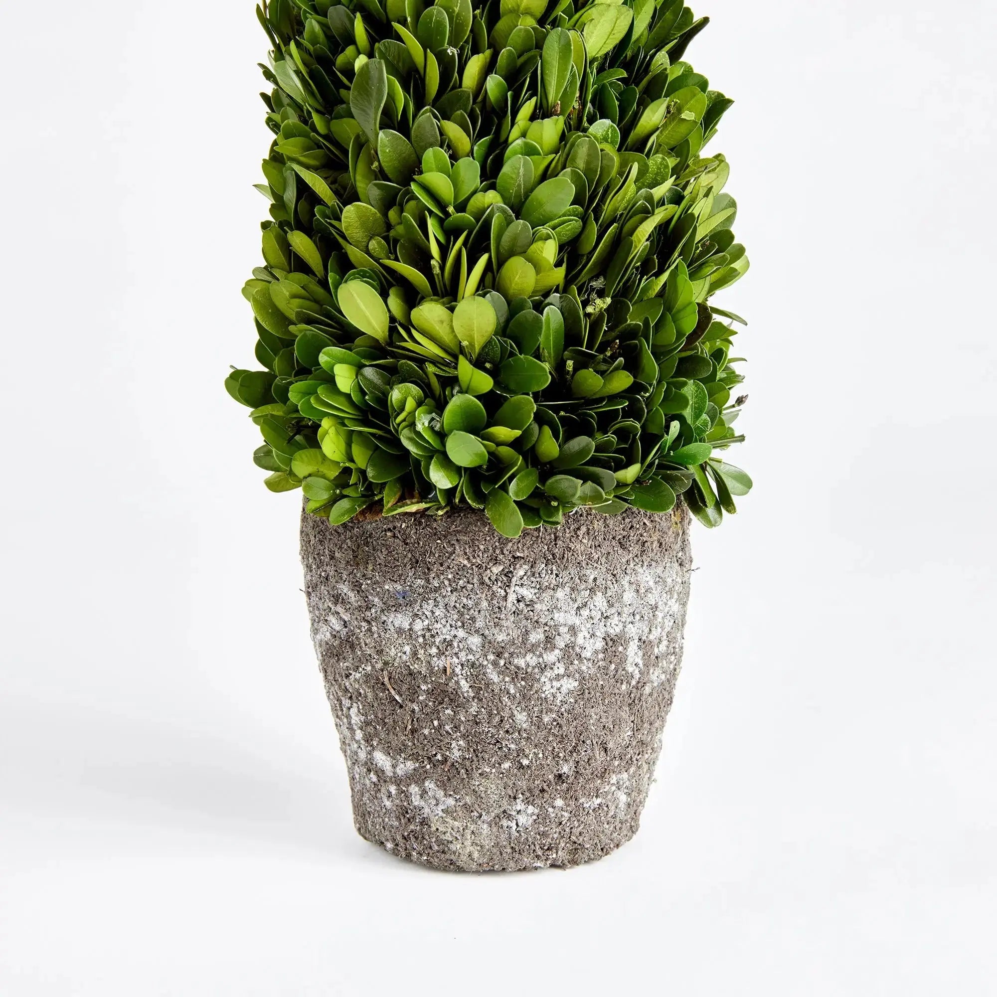 BOXWOOD CONE TOPIARY DROP-IN 16" Villa Decor & Design