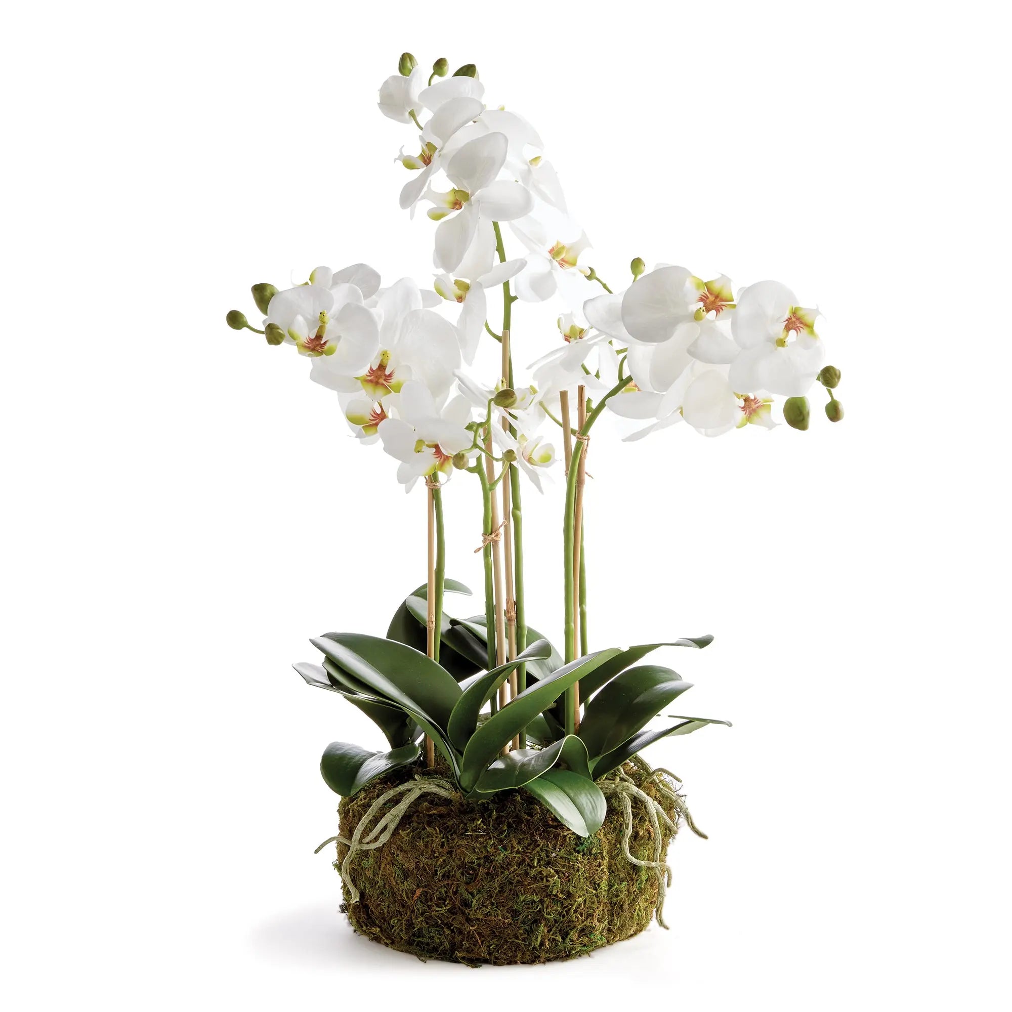 Phalaenopsis Orchid Bowl Drop-In 20"