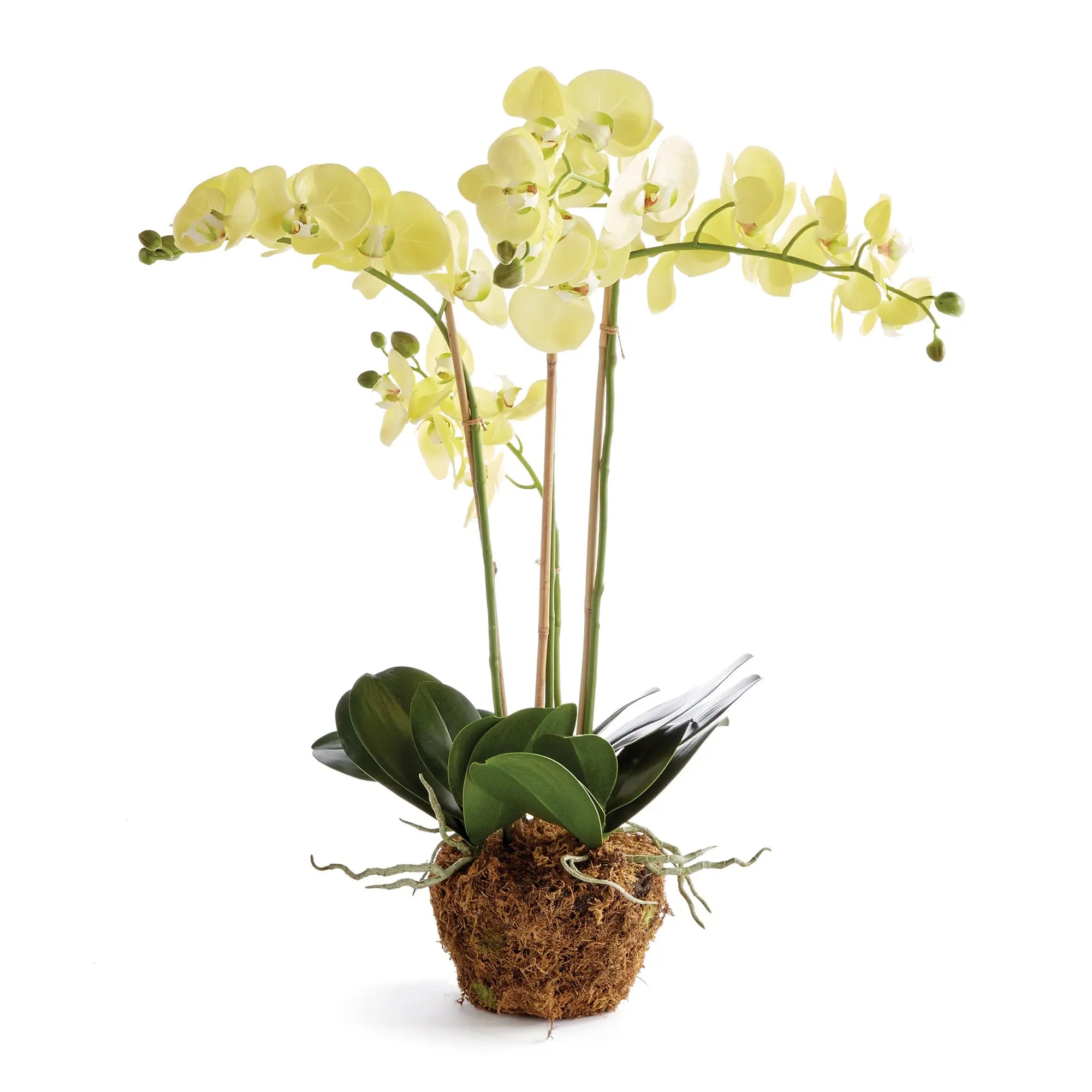 PHALAENOPSIS ORCHID DROP-IN 30" Villa Decor & Design