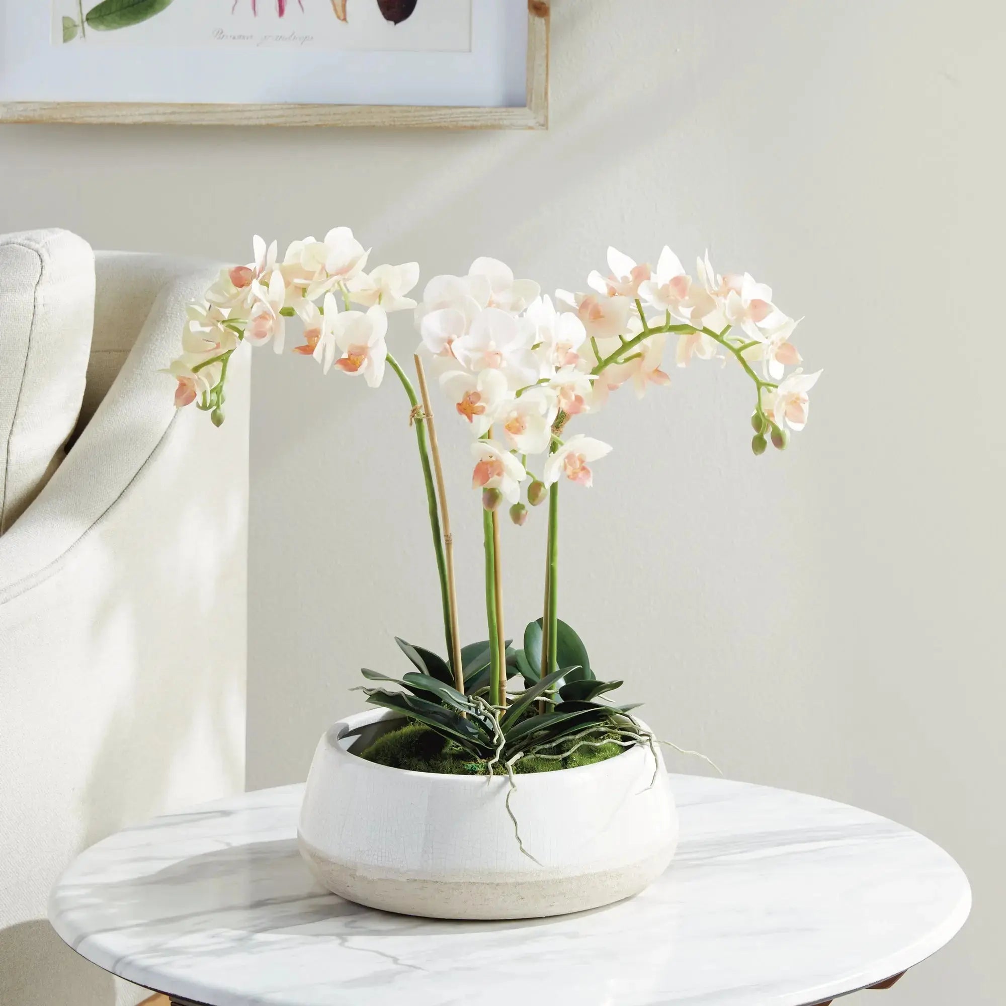 Phalaenopsis 16" MINI GARDEN DROP-IN