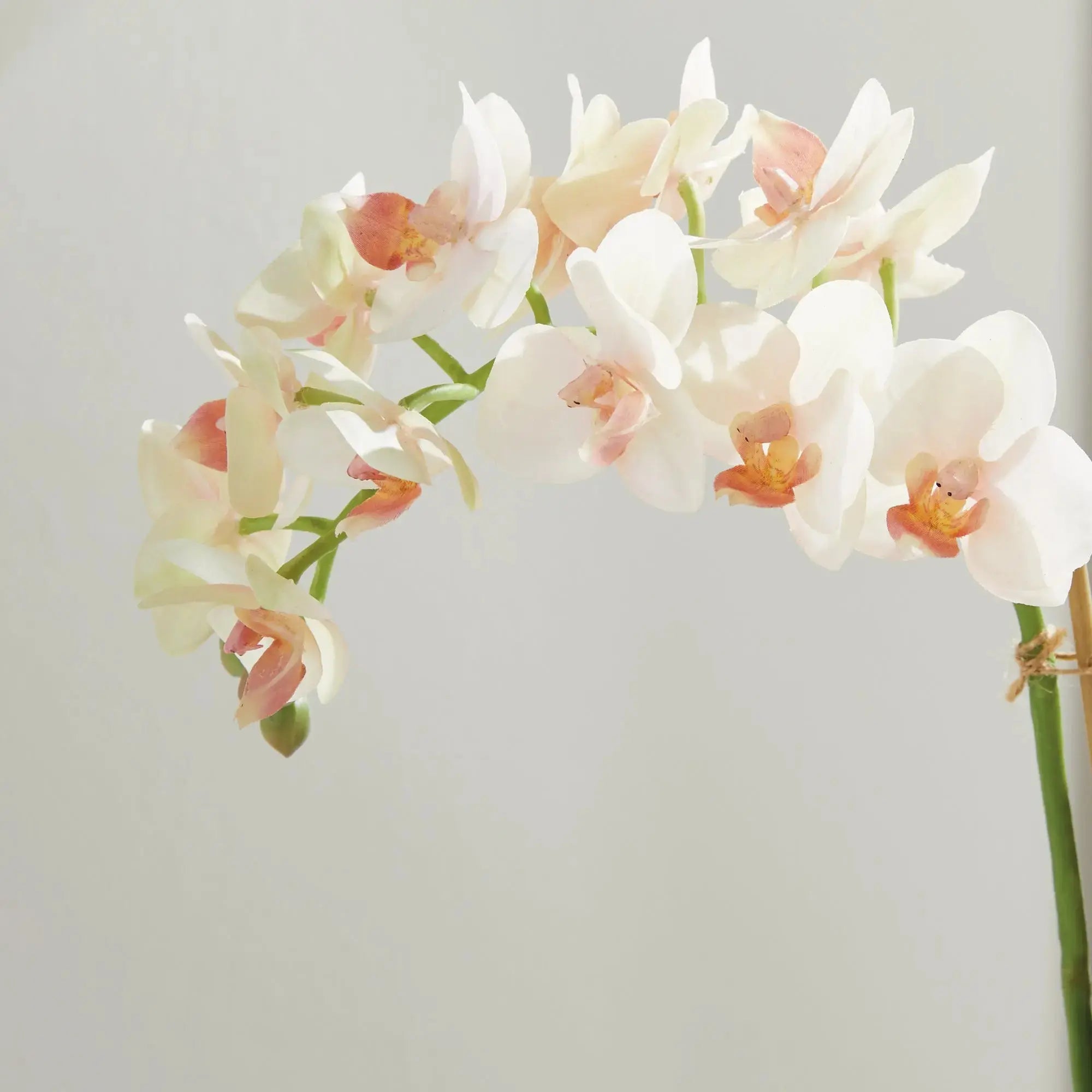 Phalaenopsis 16" MINI GARDEN DROP-IN