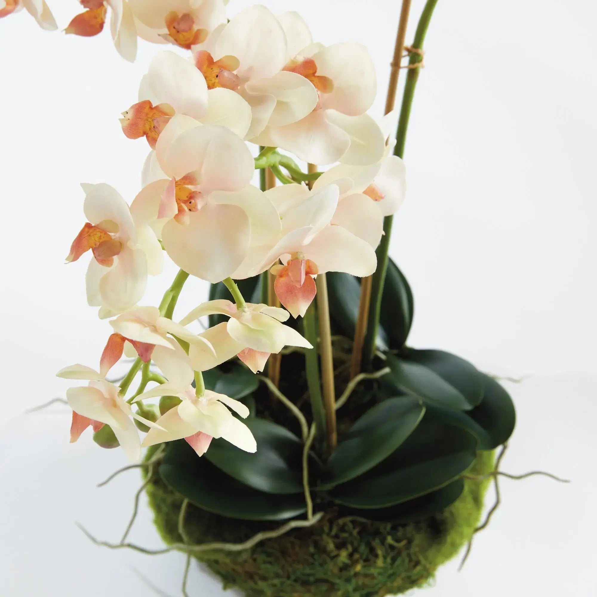 Phalaenopsis 16" MINI GARDEN DROP-IN