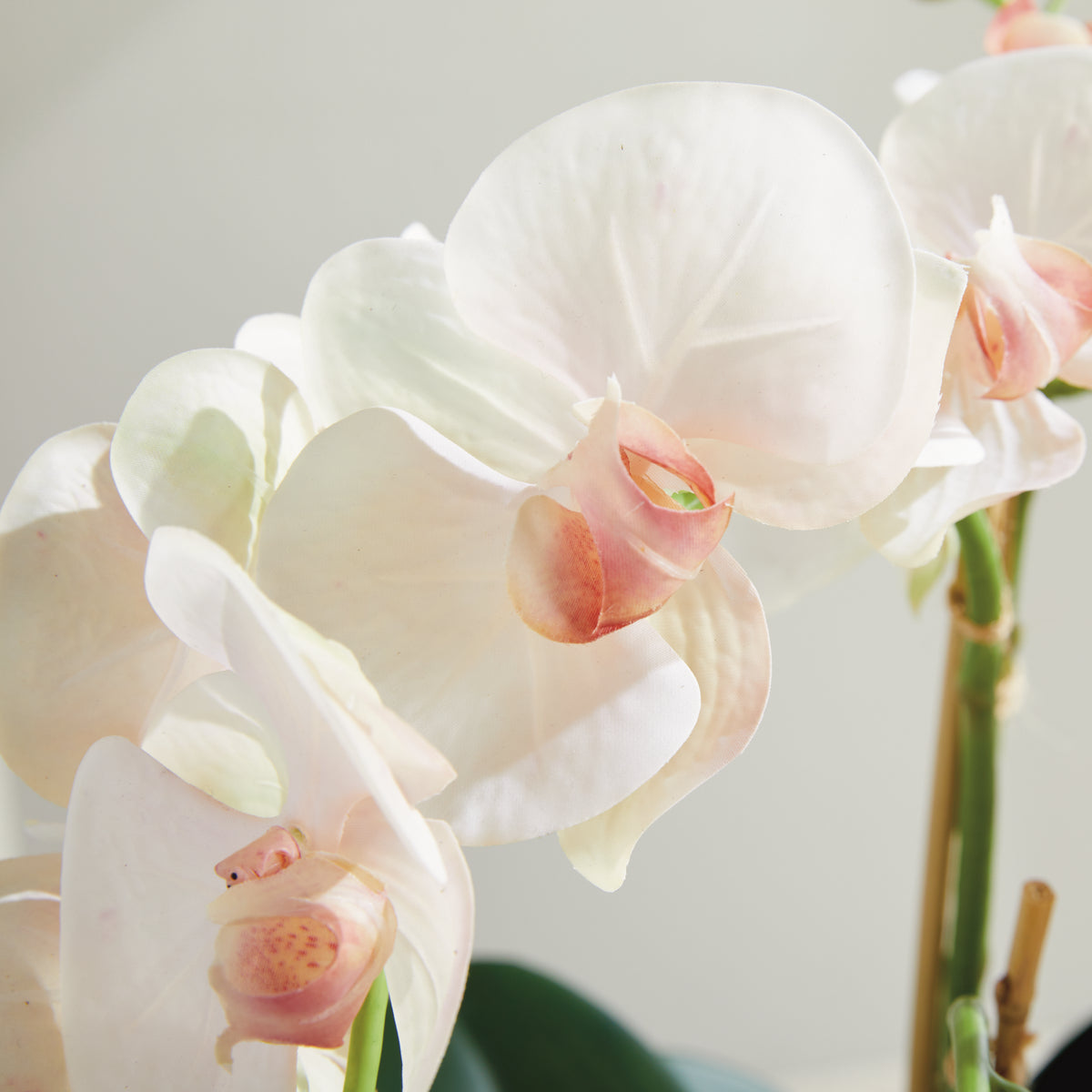 Phalaenopsis Orchid Bowl Drop-in 18.5"