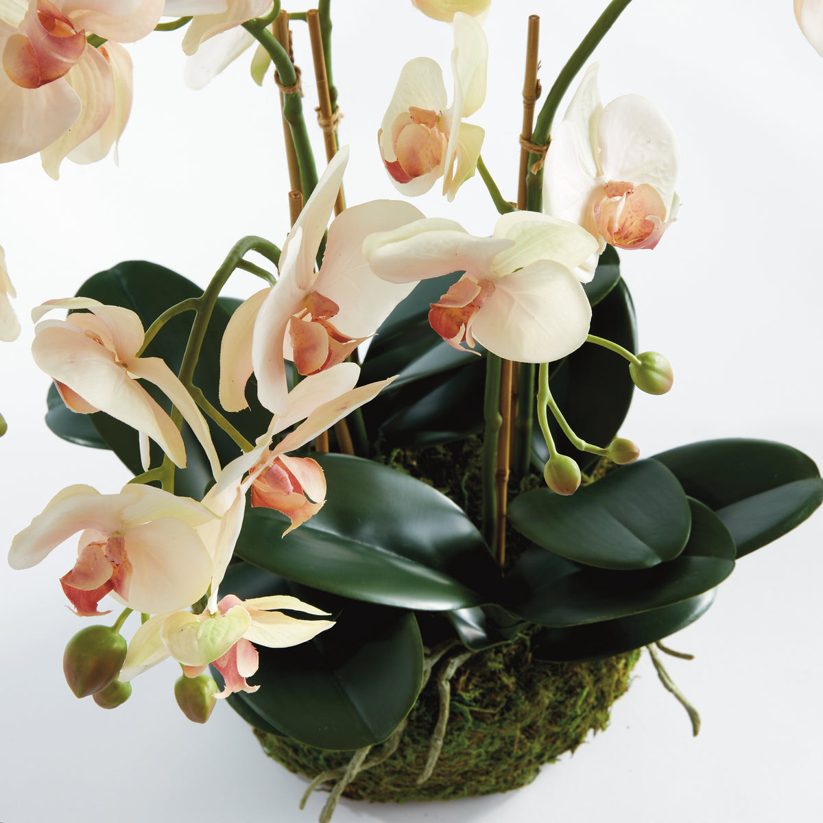Phalaenopsis Orchid Bowl Drop-in 18.5"