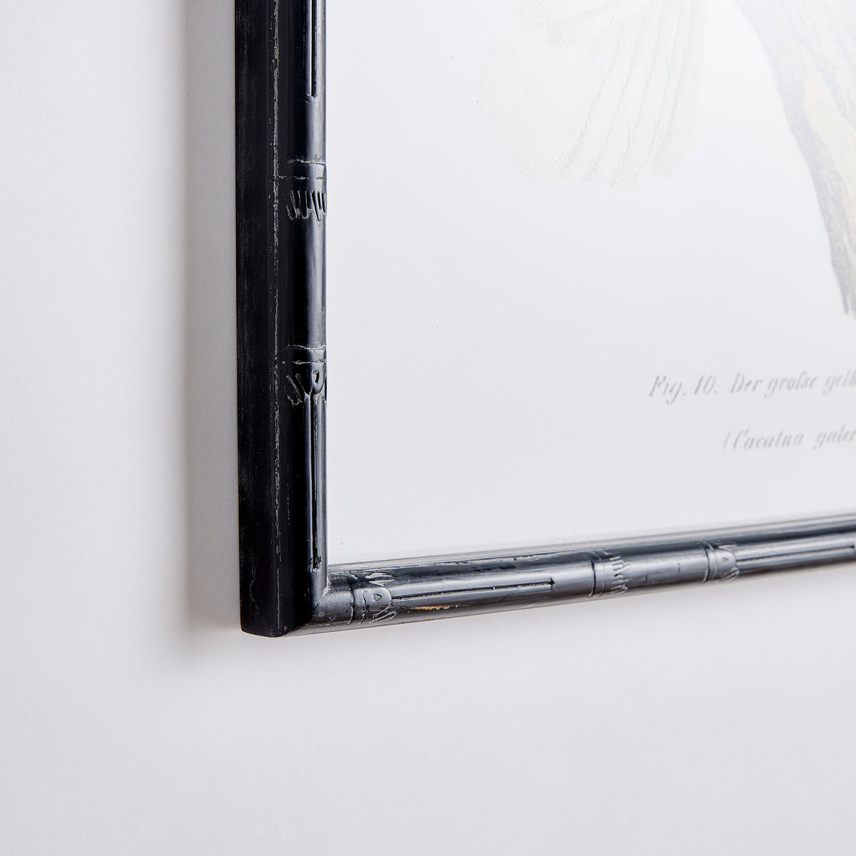 Parrot Study in White, Set of 4