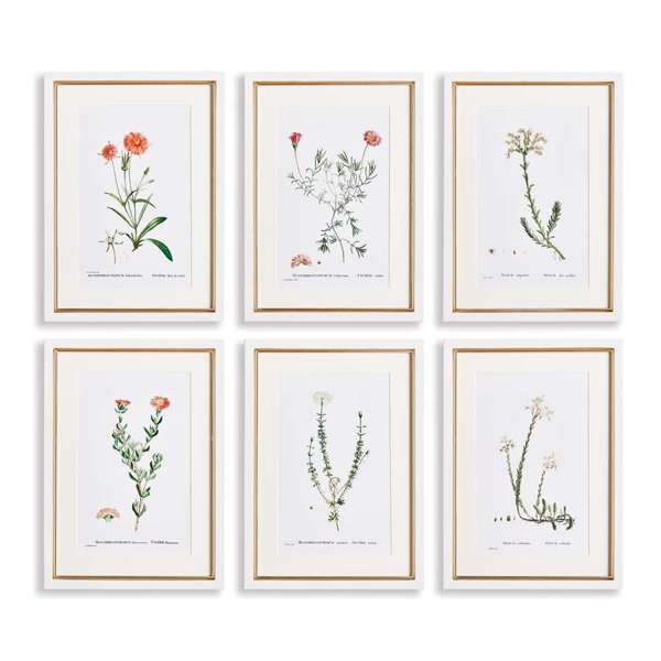 Flower Studies in Shades of Blush, Set of 6