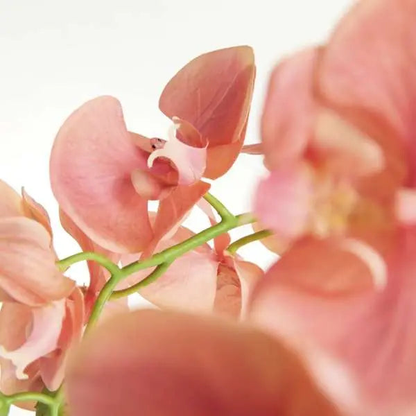 Pink Faux Phalaenopsis Orchid Drop In Arrangement