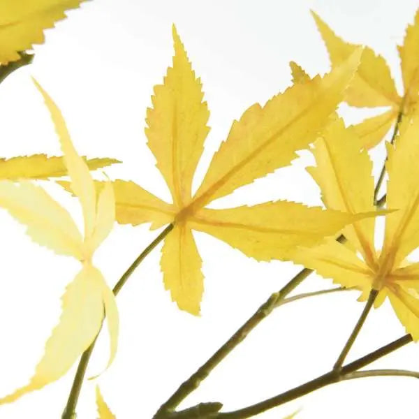 Maple Leaf Branches 41" ST/2 - Green, Yellow or Purple | Realistic Faux Maple Leaf Branches Napa Home & Garden