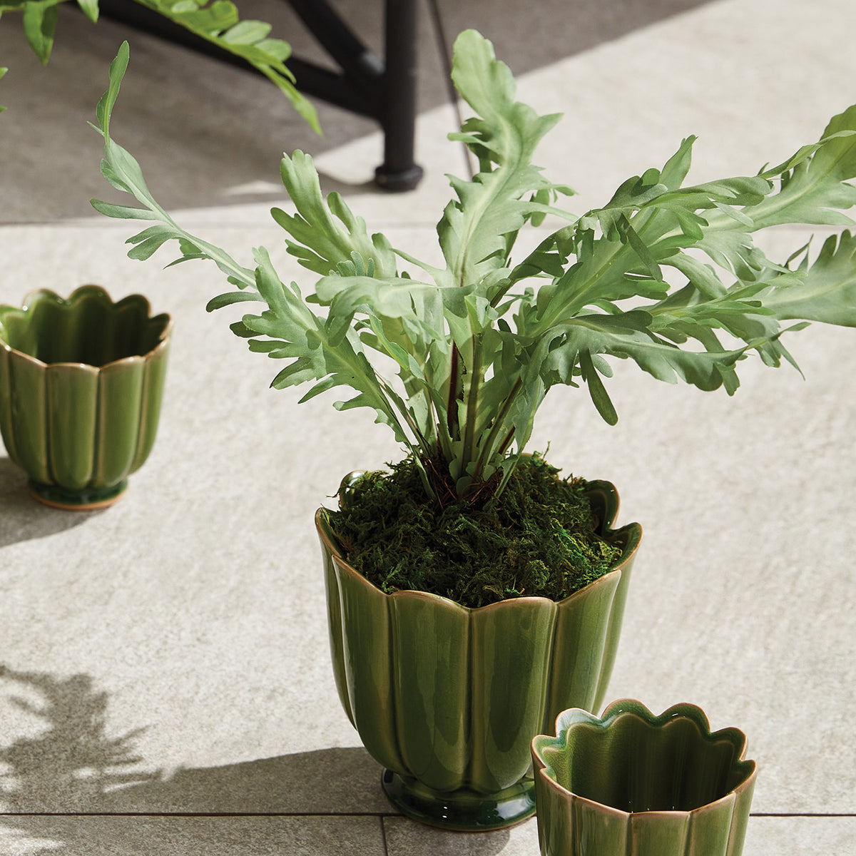 Birds Nest Fern Drop-in 9