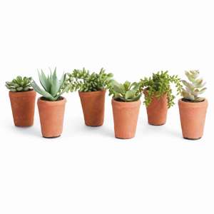 Potted Succulents 8.5", Set of 6