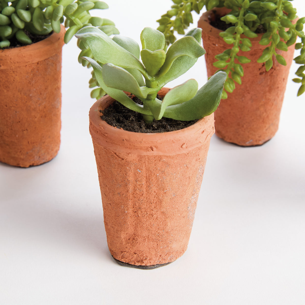 Potted Succulents 8.5", Set of 6