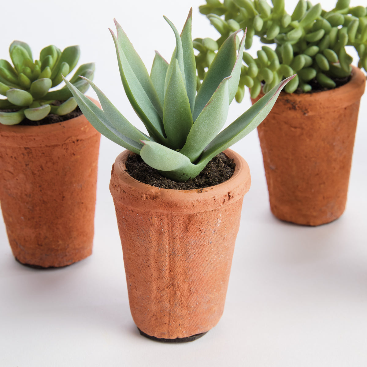 Potted Succulents 8.5", Set of 6