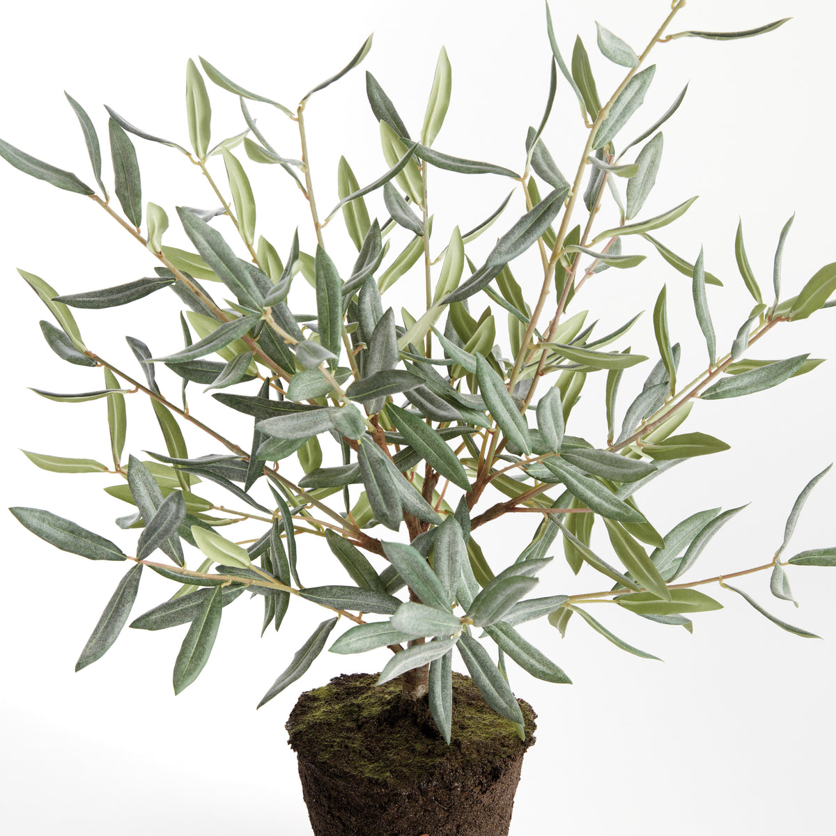 Olive Tree Drop-in 26"