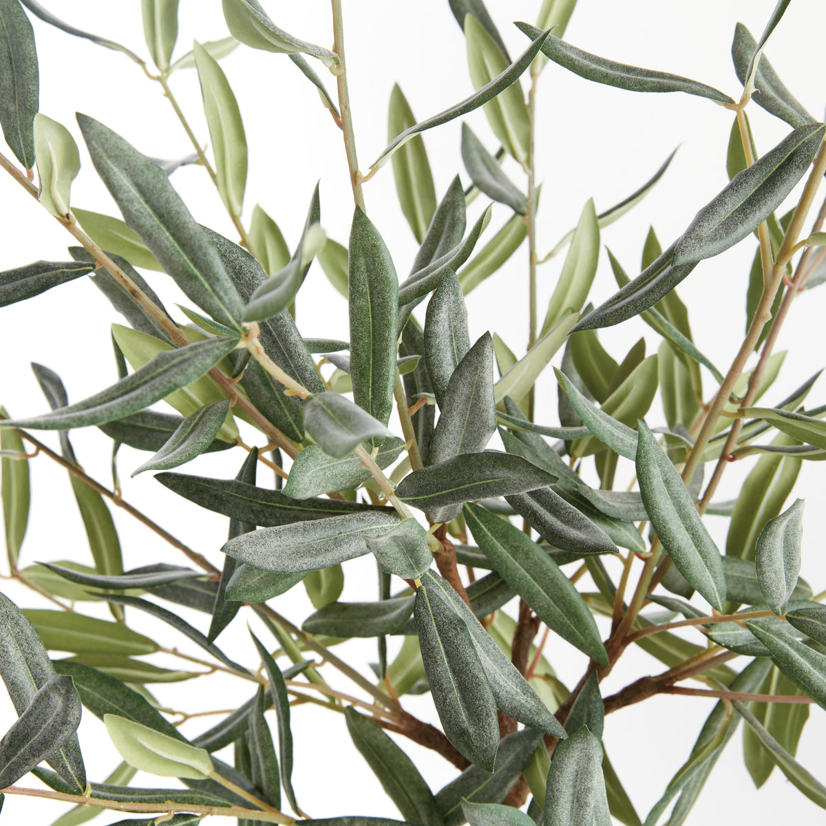 Olive Tree Drop-in 26"