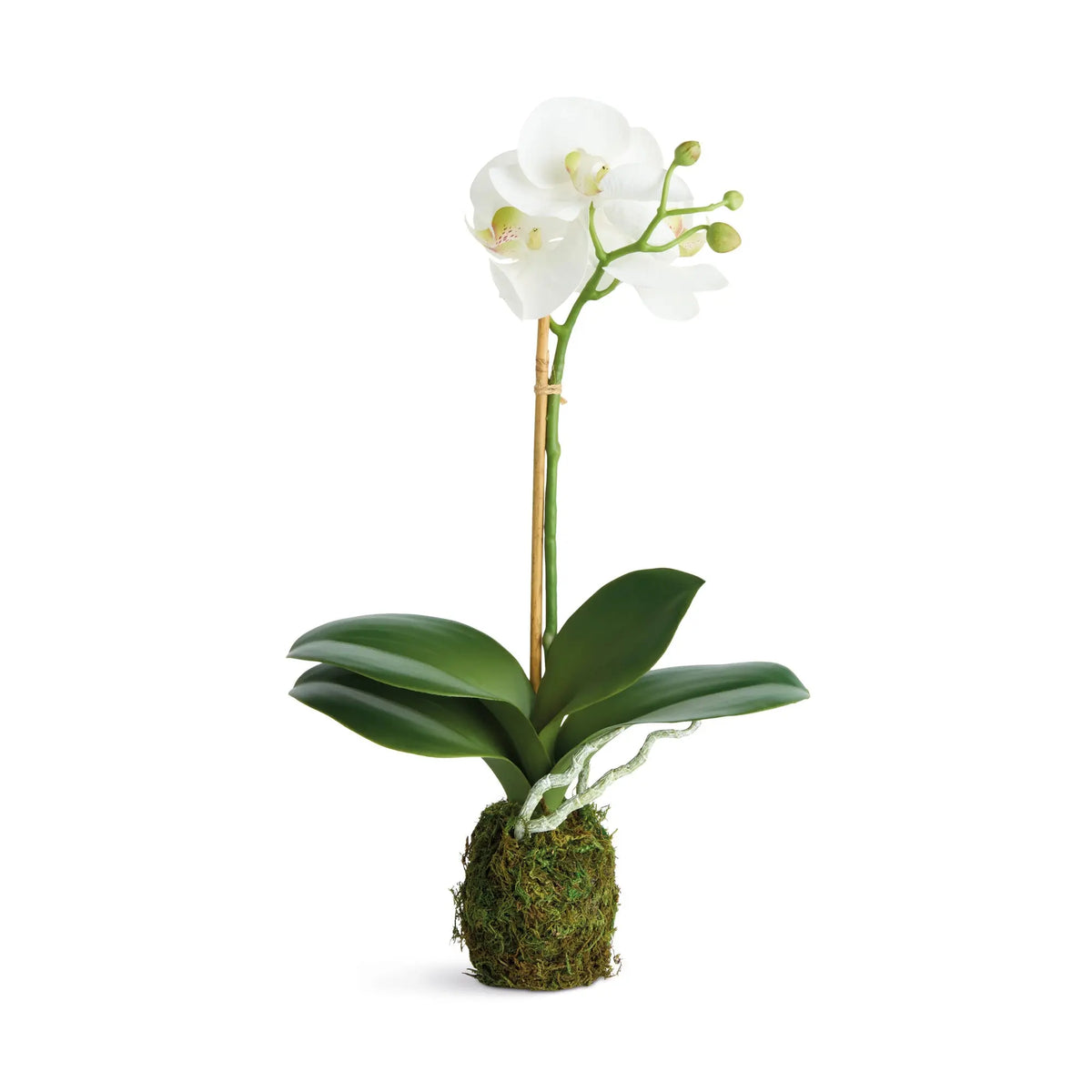 Phalaenopsis Orchid Drop-in 15" Set of 2