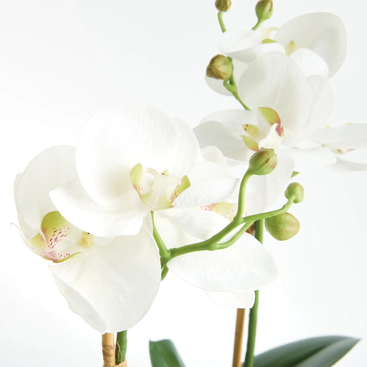 Phalaenopsis Orchid Drop-in 15" Set of 2