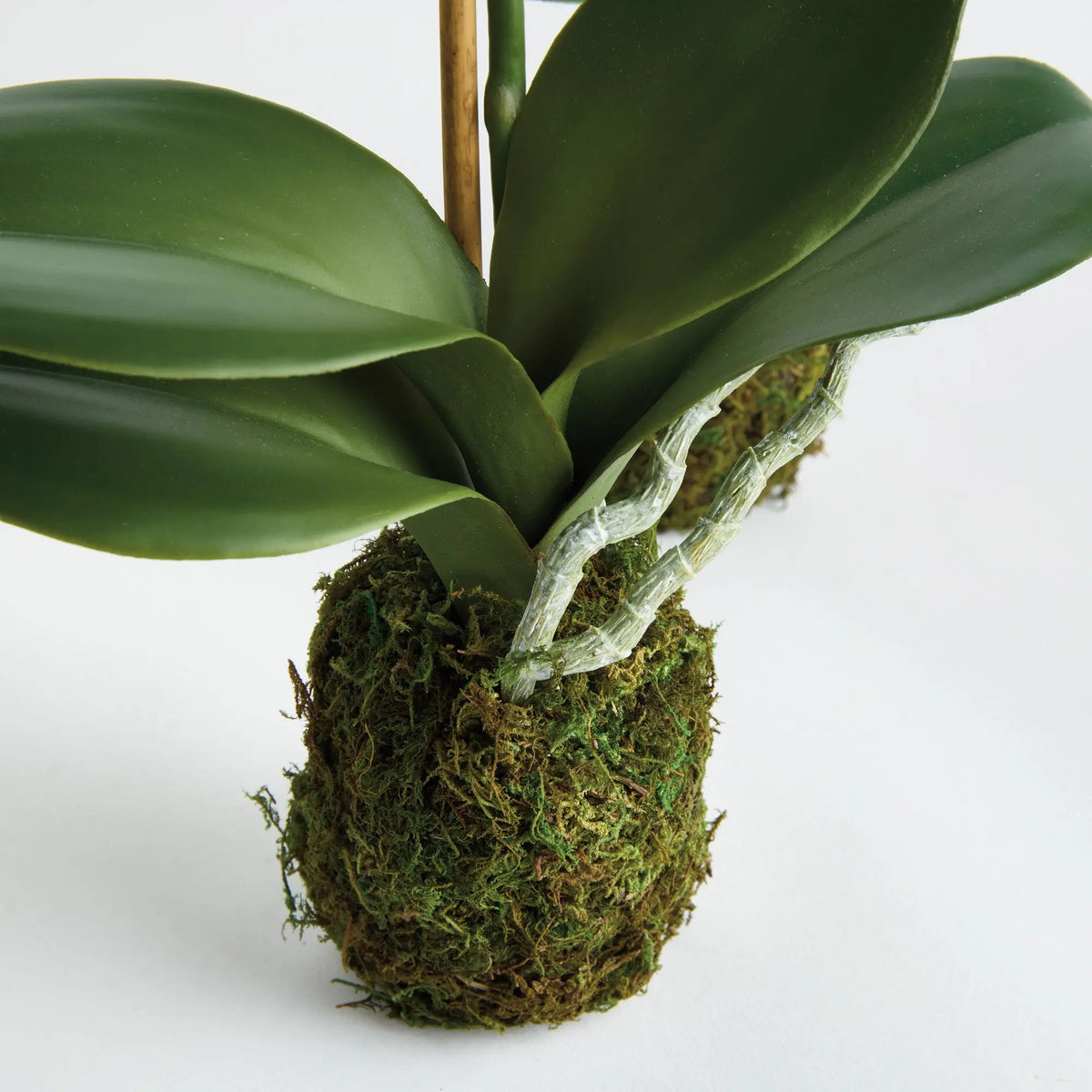 Phalaenopsis Orchid Drop-in 15" Set of 2