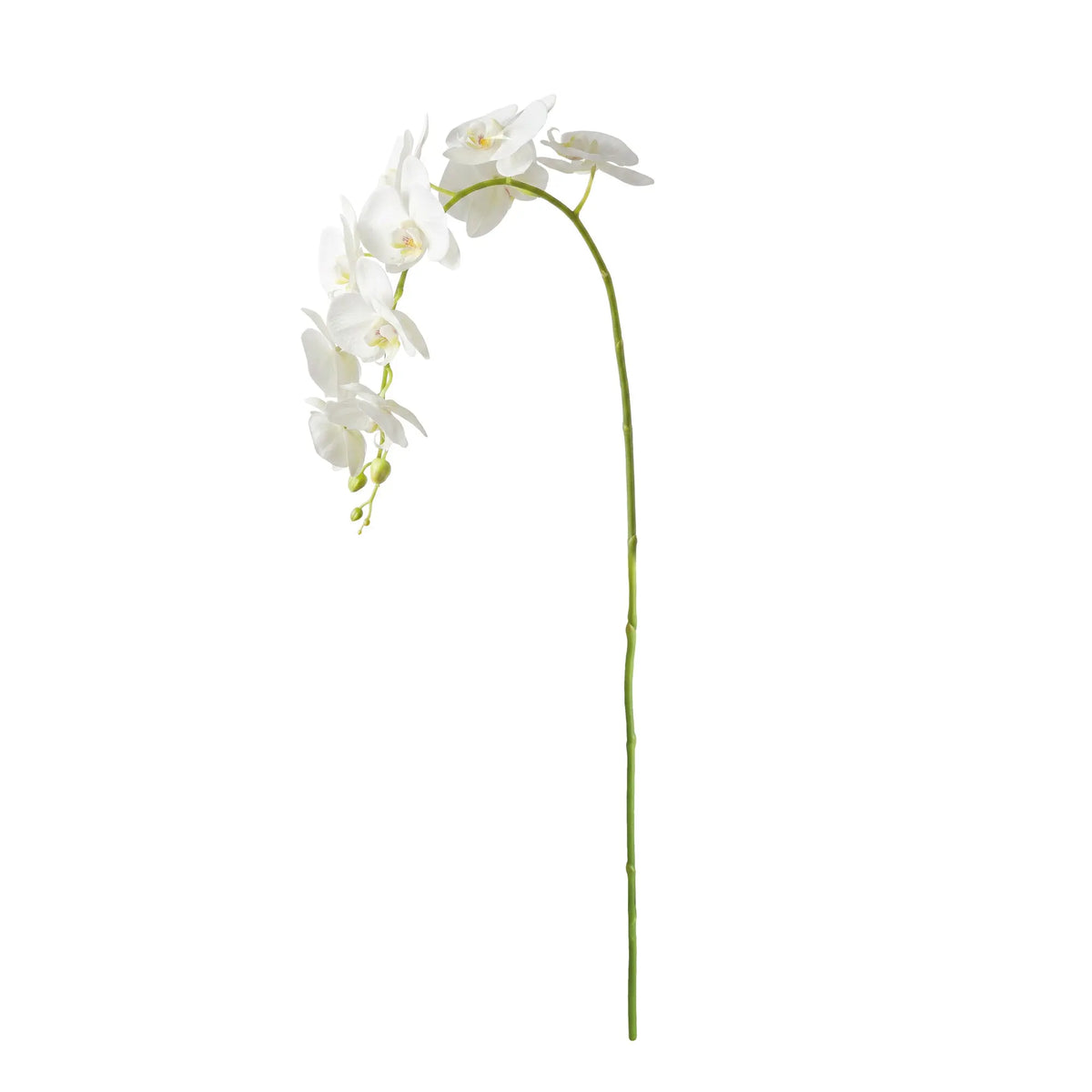 Phalaenopsis Orchid Stems 28" Set of 4 – White