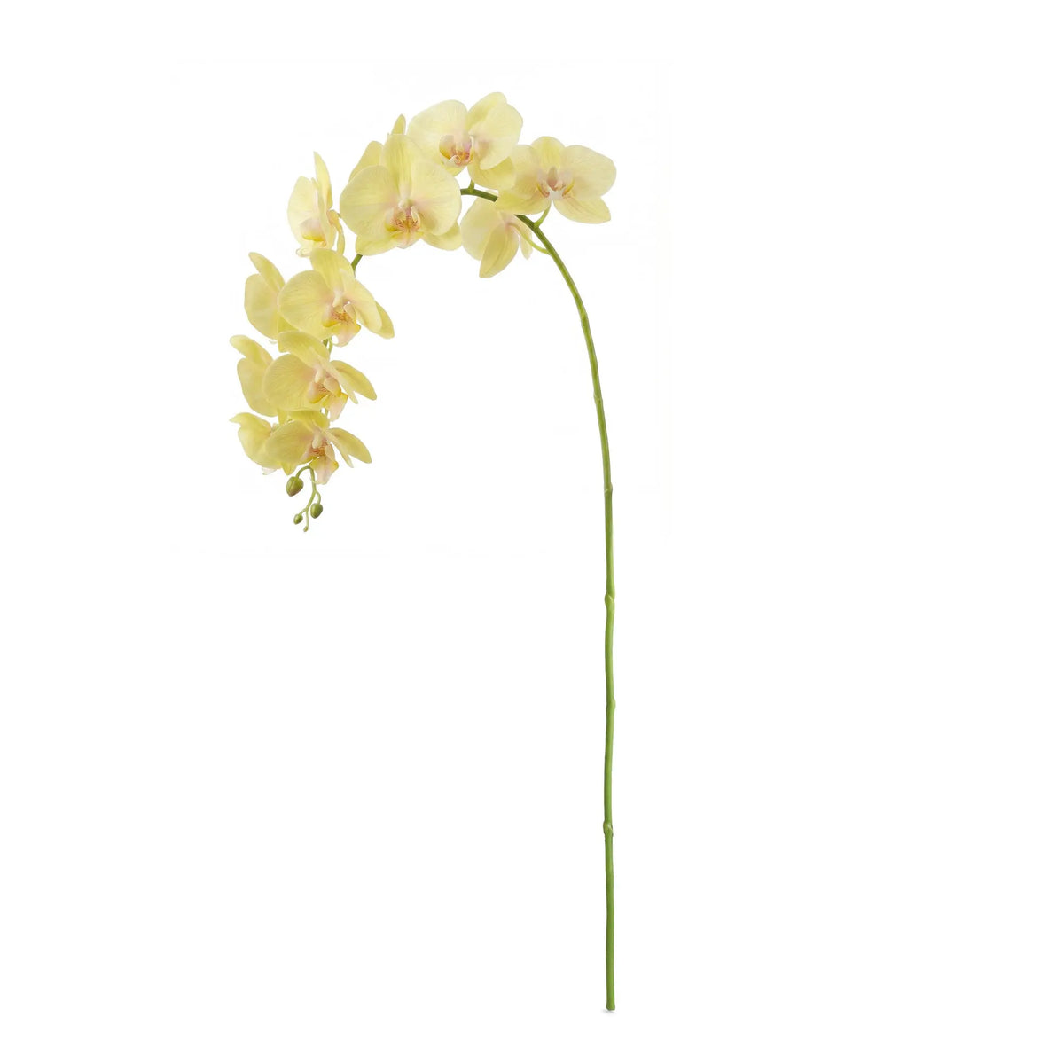 Phalaenopsis Orchid Stems 28" Set of 4 – Yellow