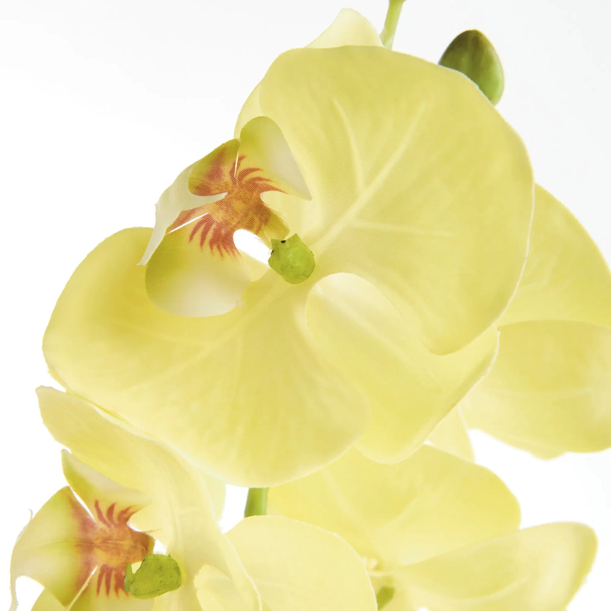 Phalaenopsis Orchid Stems 28" Set of 4 – Yellow
