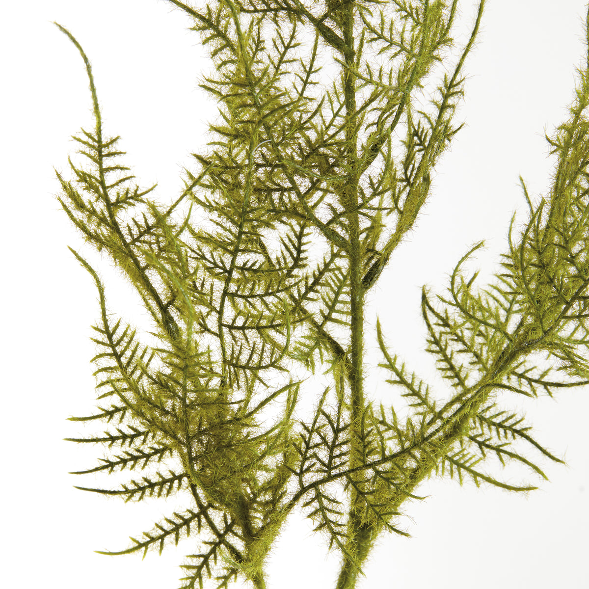 Plumosa Stems, Set of 6