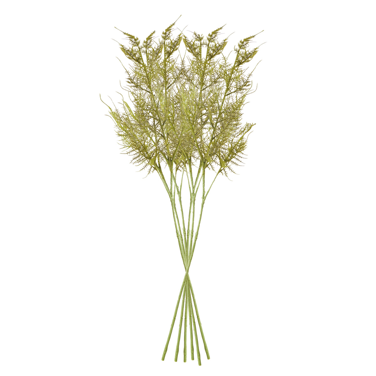 Plumosa Stems, Set of 6