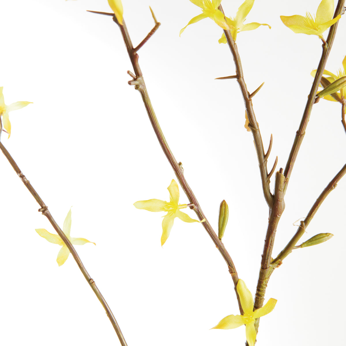 Forsythia Stems 47", Set of 6